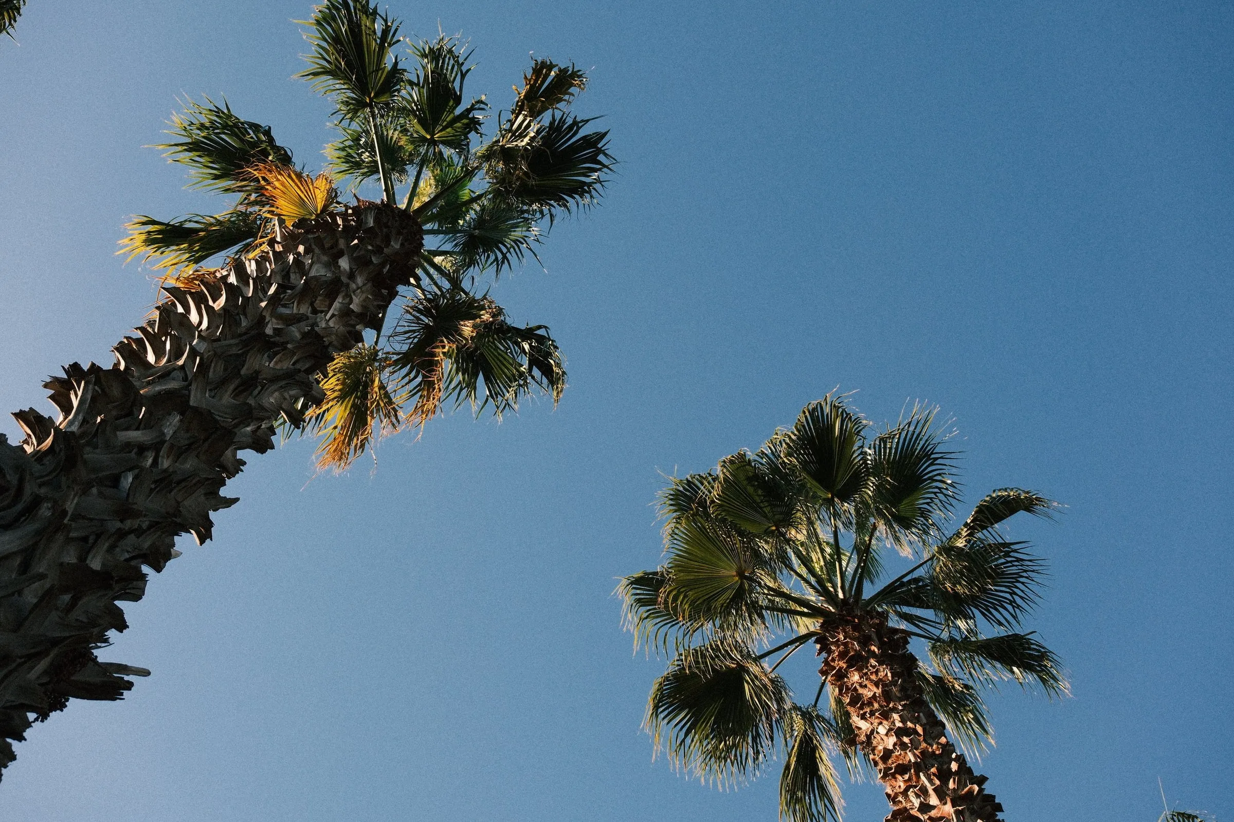 Two palm trees seen from below against a clear blue sky on the Barceloneta promenade