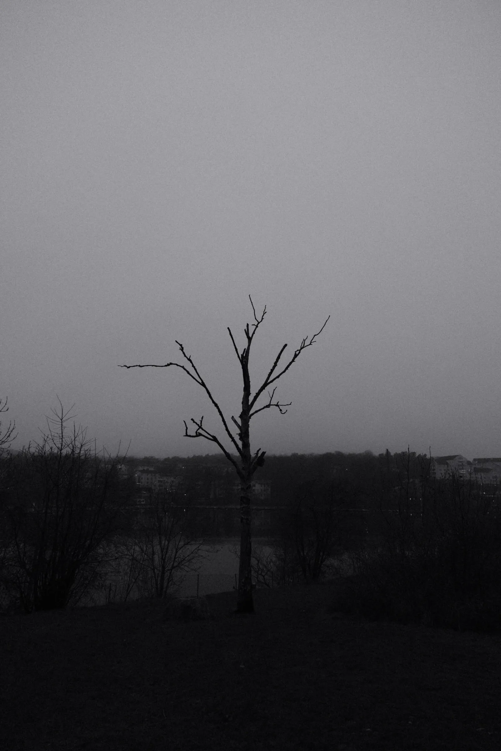 Black and white photo of a lone bare tree against a flat grey sky