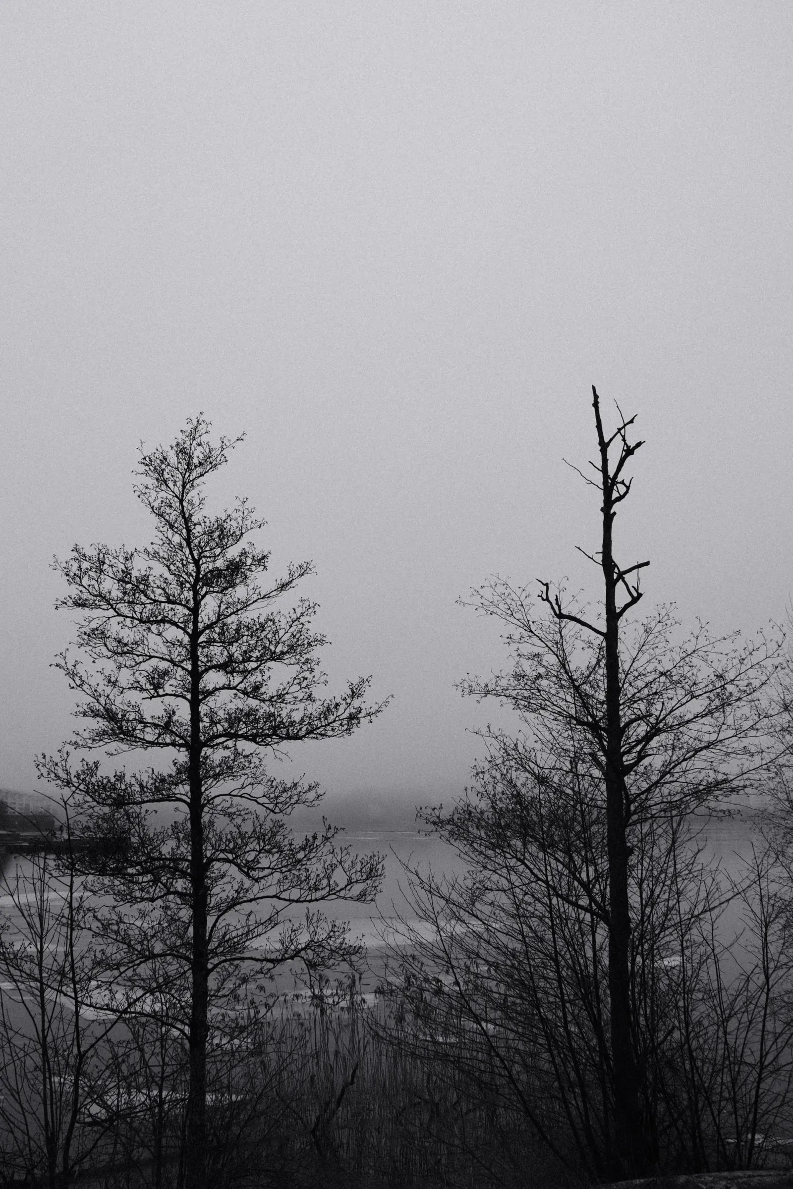 Black and white photo of two bare trees in fog by the water