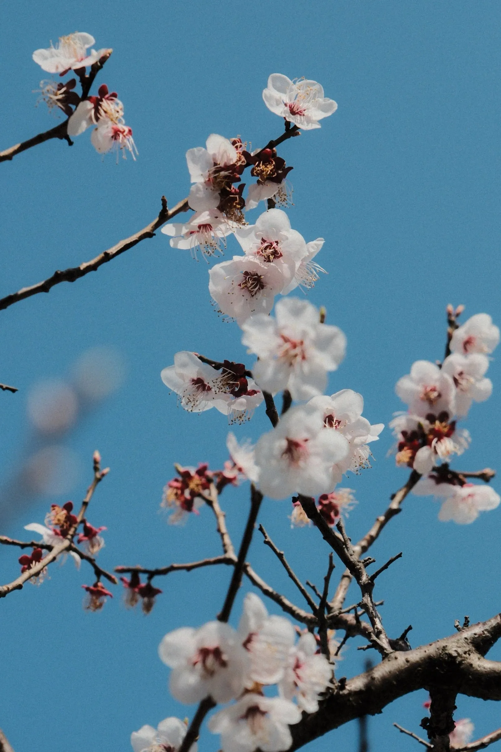 White blossom on thin branches against a blue sky