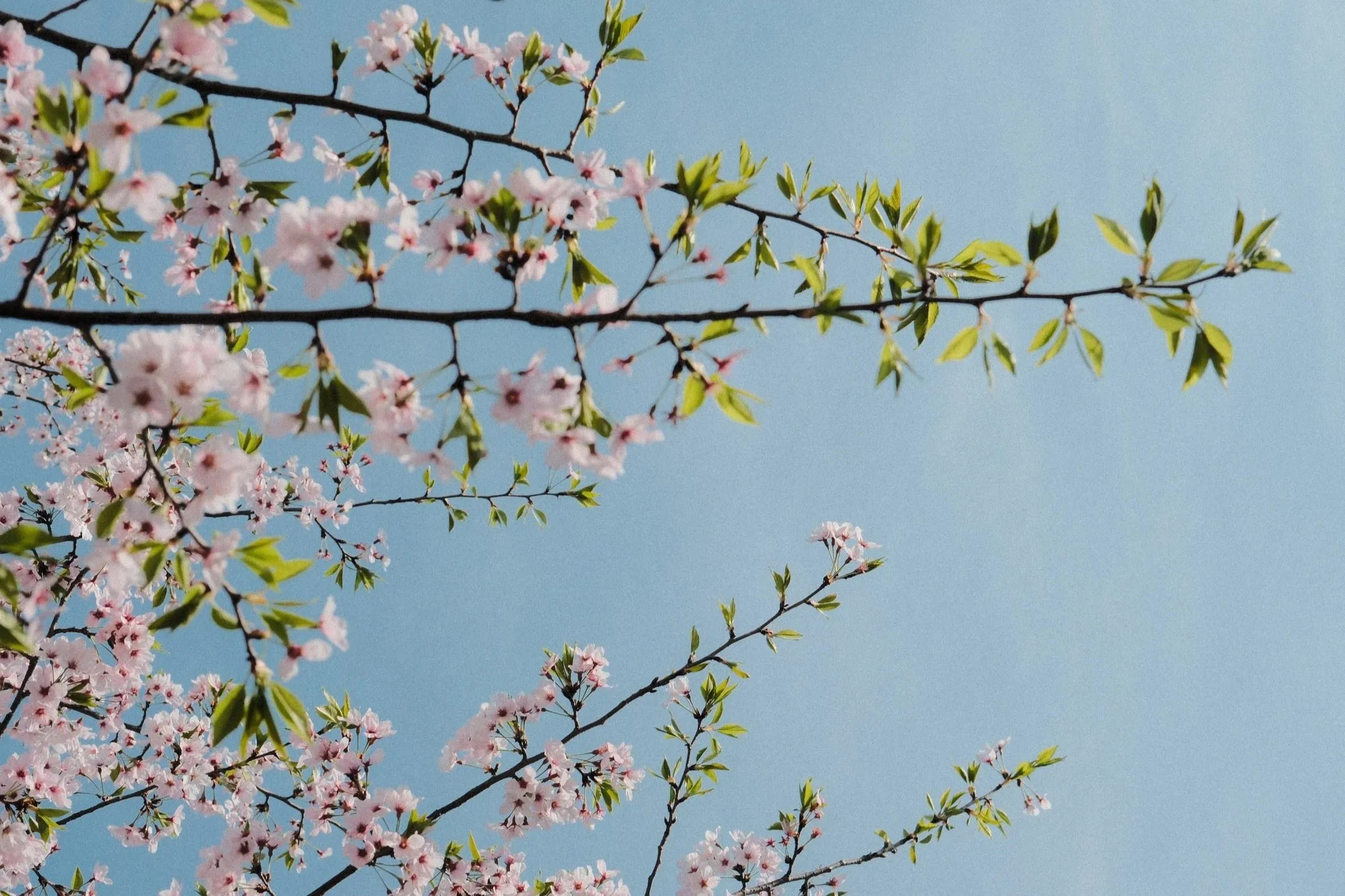 Blossoms at Yeouido Park