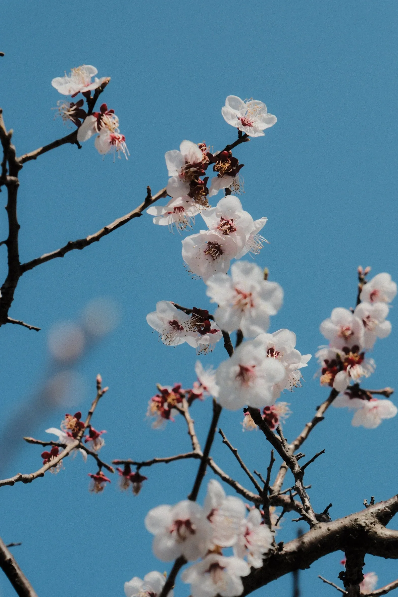 White and pink blossom on bare branches against a blue sky