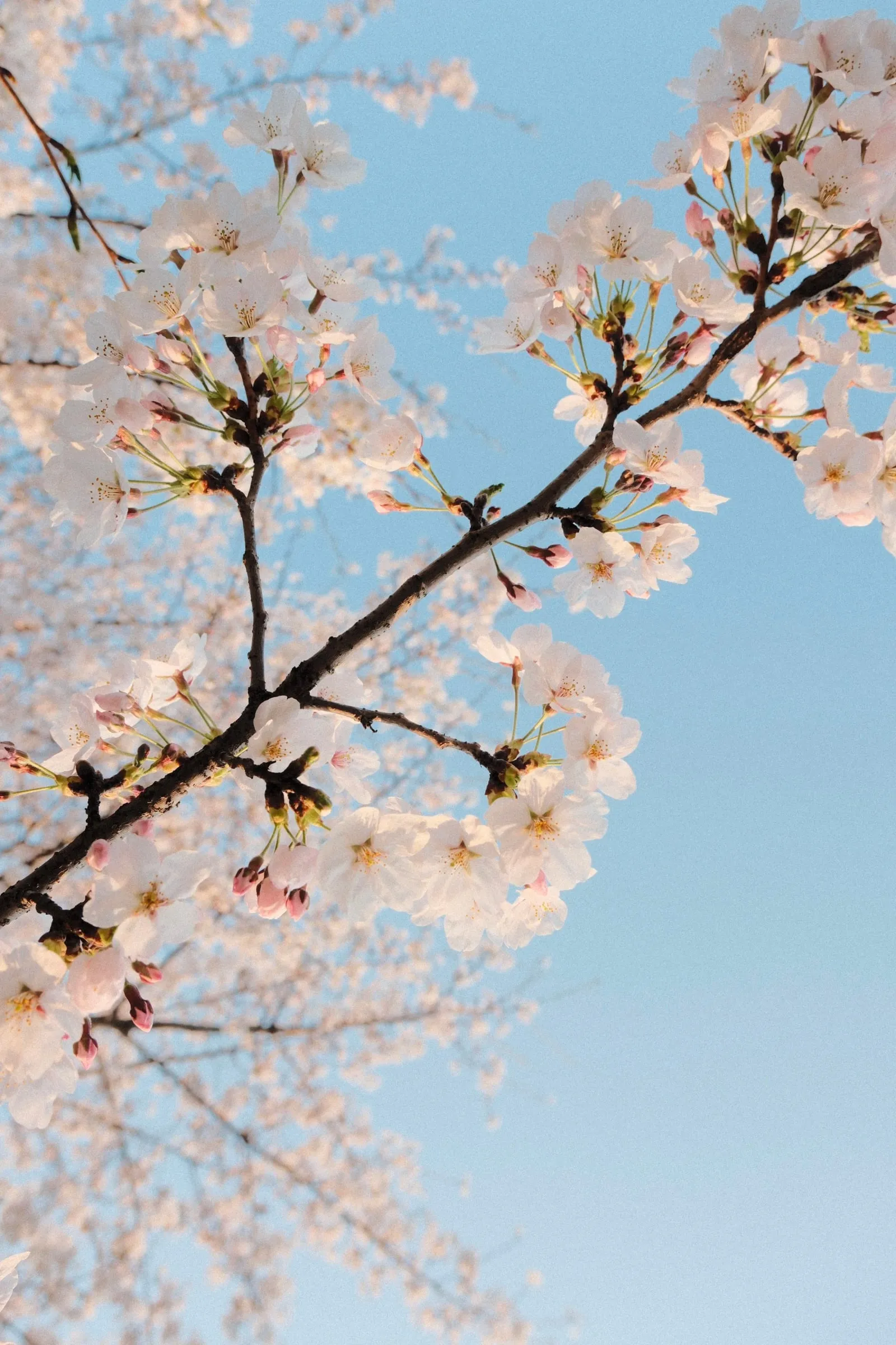 Branches of pale pink cherry blossom against a clear sky