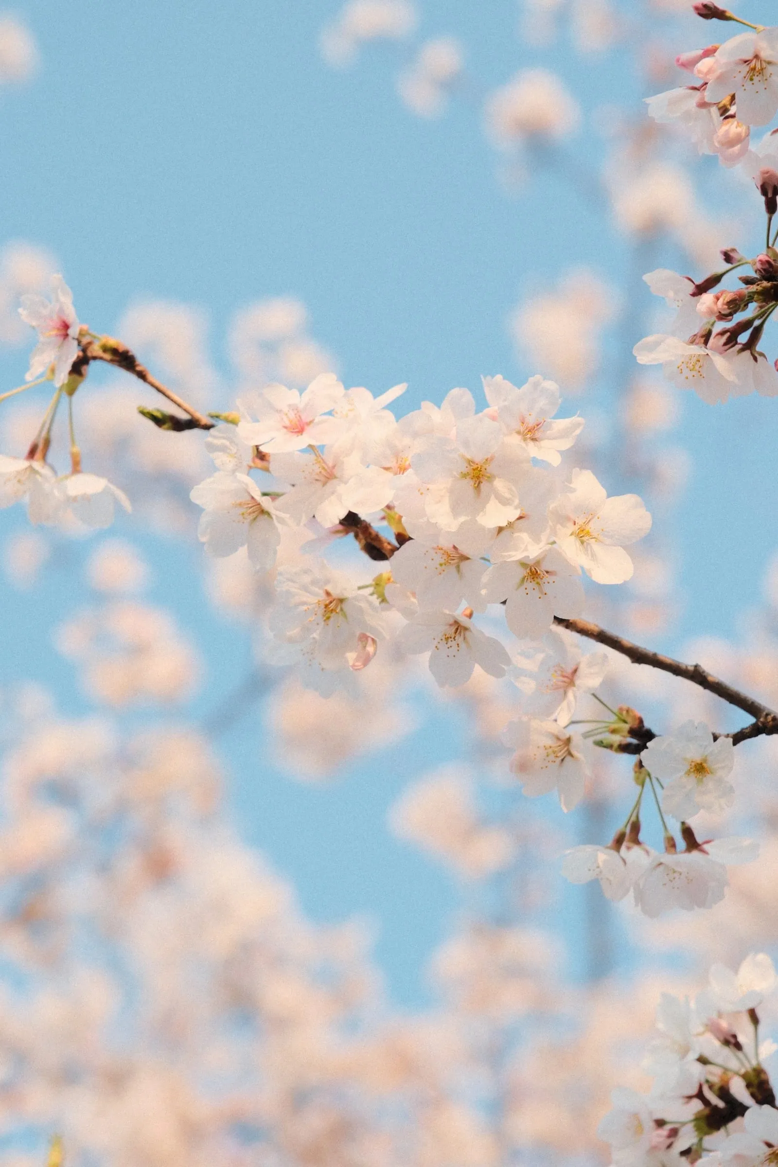 A cluster of pale pink cherry blossom, softly focused
