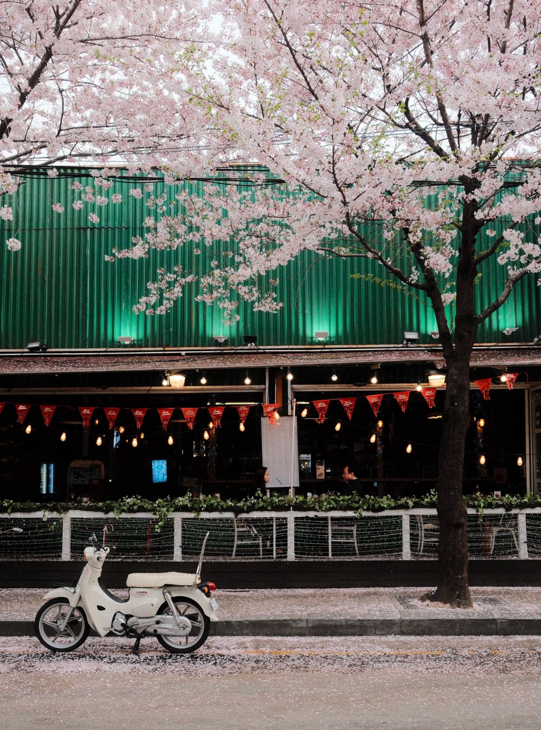 Scooter parked under a blossoming tree in front of a green-walled building