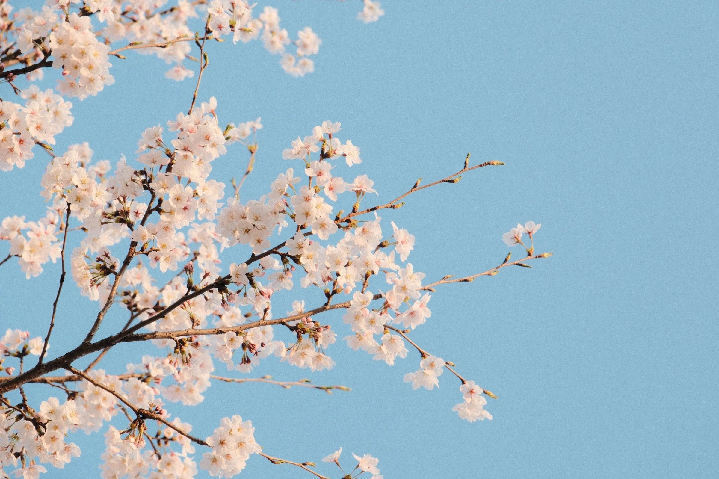 Pale pink cherry blossom on branches against a clear blue sky in Seoul