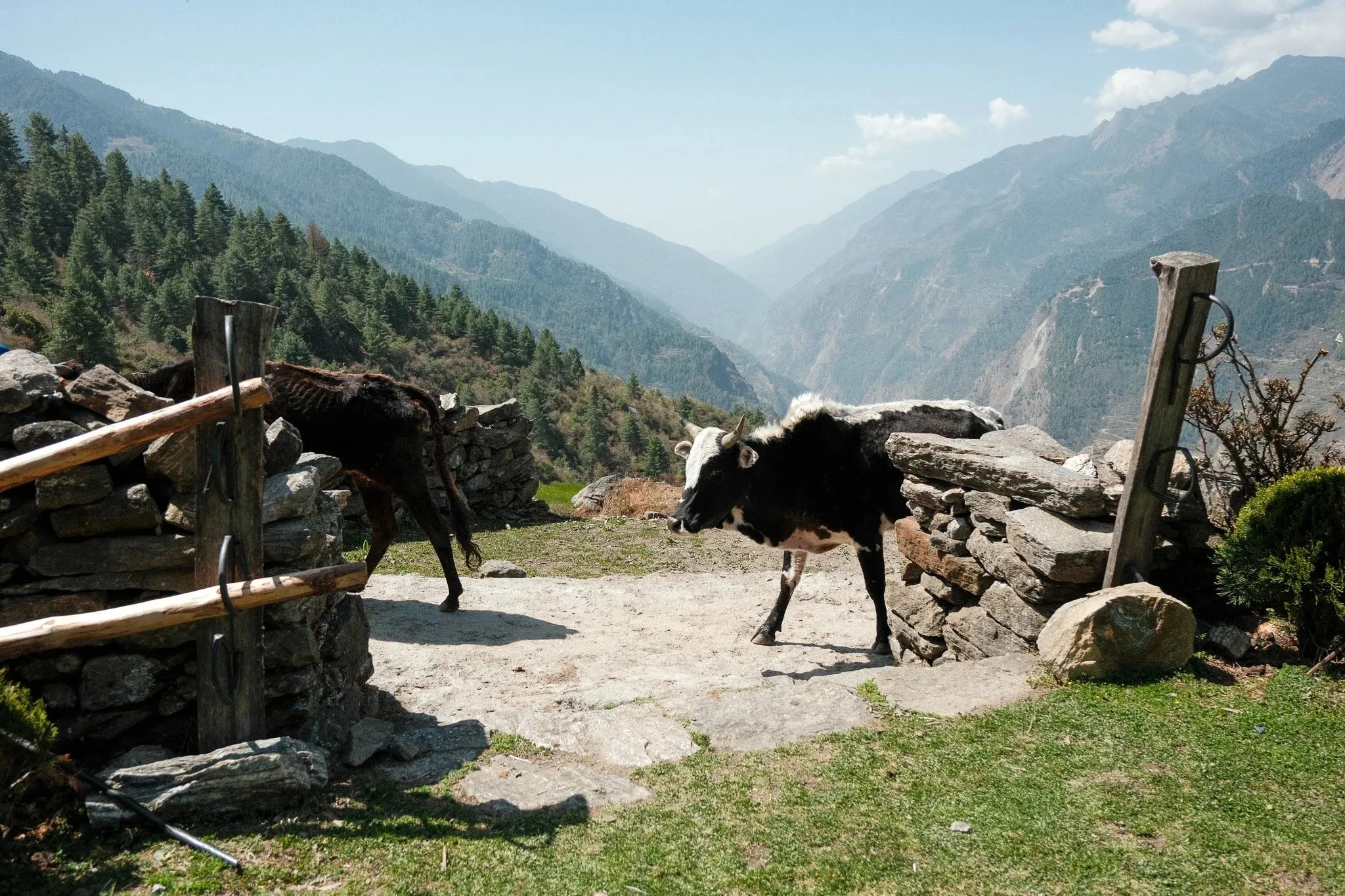 A cow by a stone wall and wooden fence above a wooded valley
