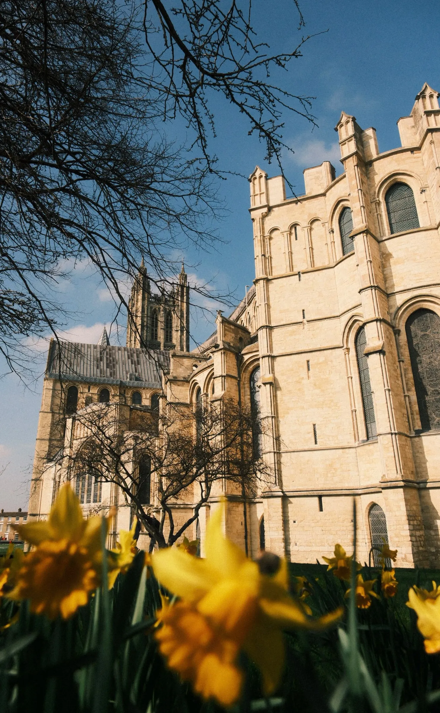 Daffodils in the foreground with the cathedral towers against a blue sky