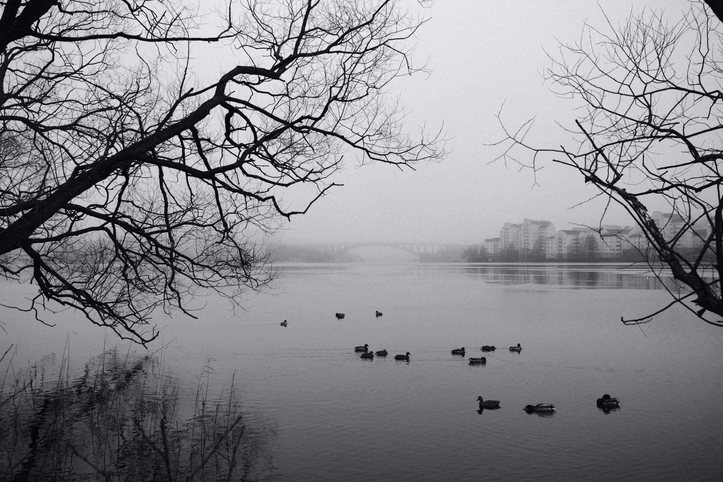 Black and white photo of ducks on misty water framed by bare branches