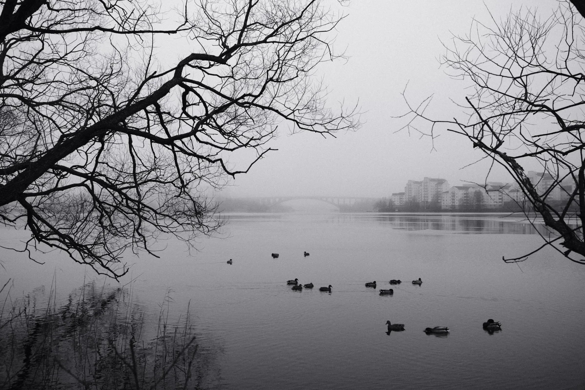Ducks on the water at Huvudsta Strand