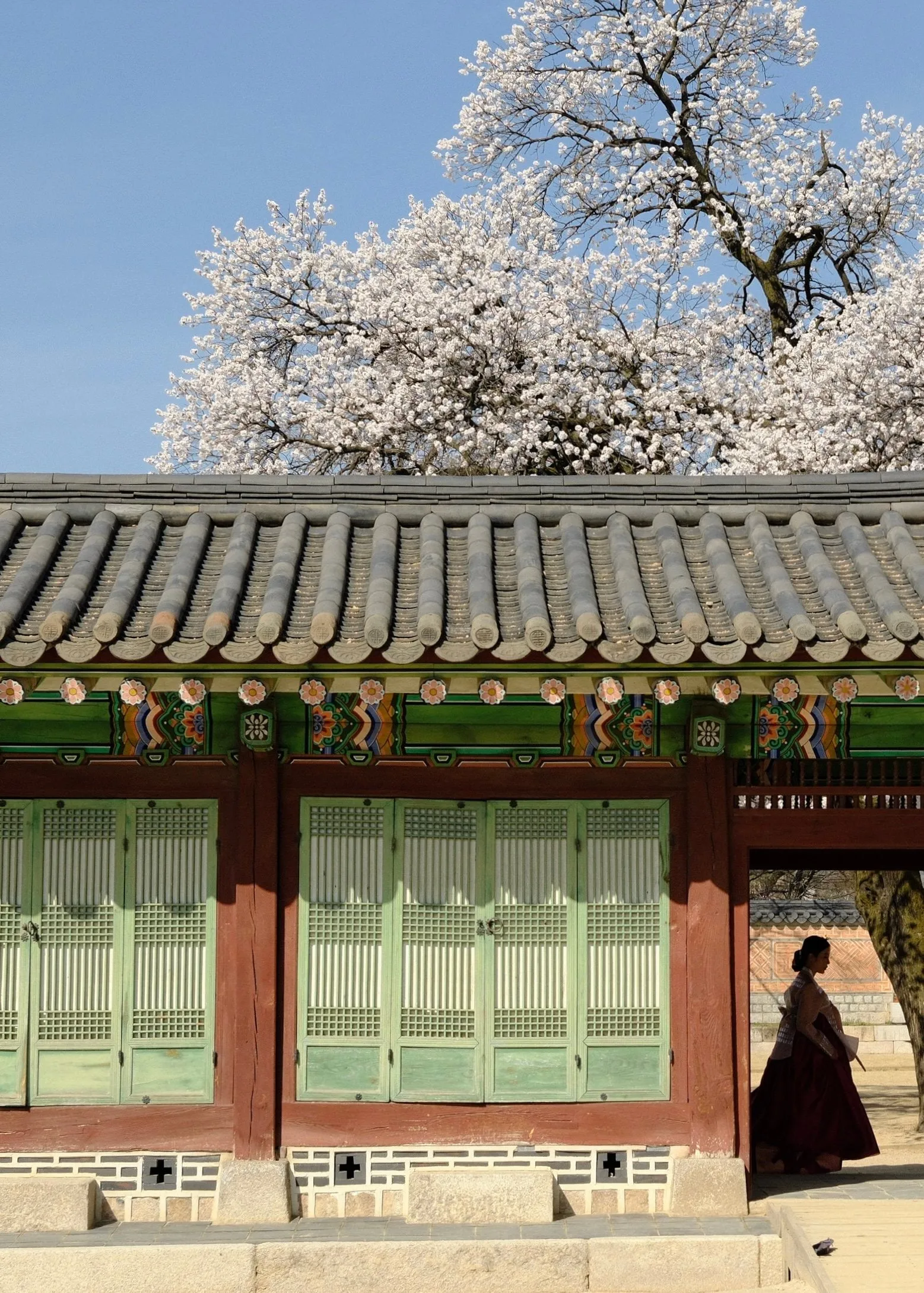 A woman in hanbok walks past a palace building with green doors beneath a blossoming tree