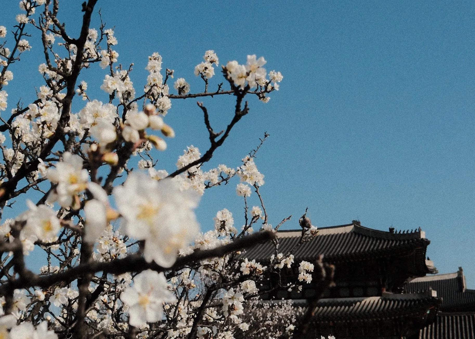 White blossom in the foreground with palace roofs against a blue sky