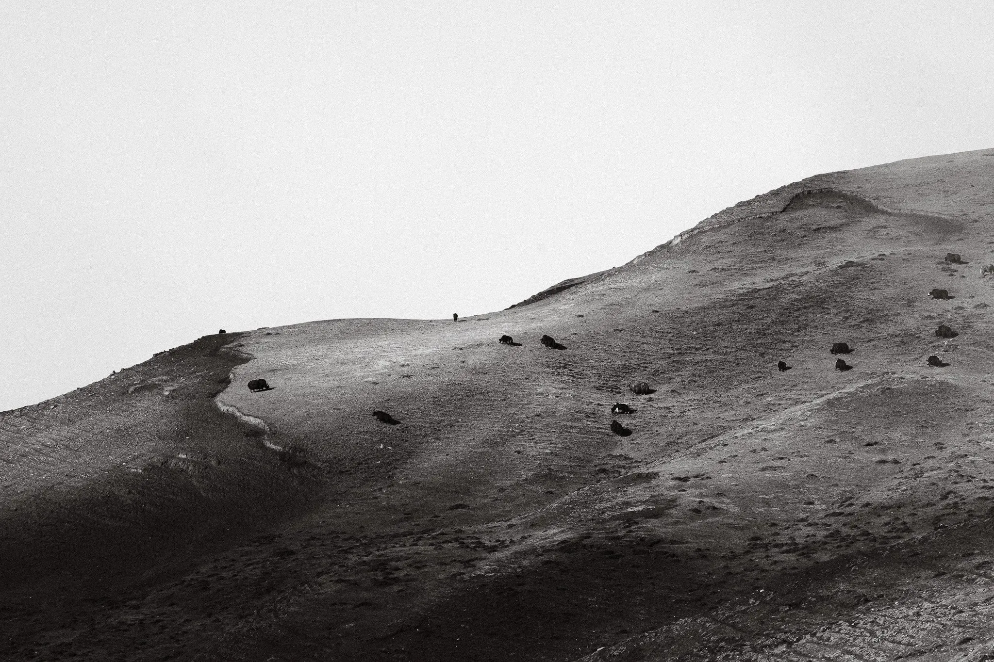 Black and white photo of animals grazing across a bare hillside