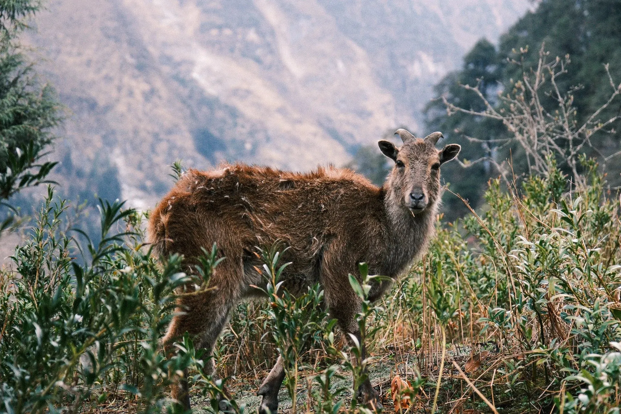 A Himalayan tahr standing in long grass on a mountainside