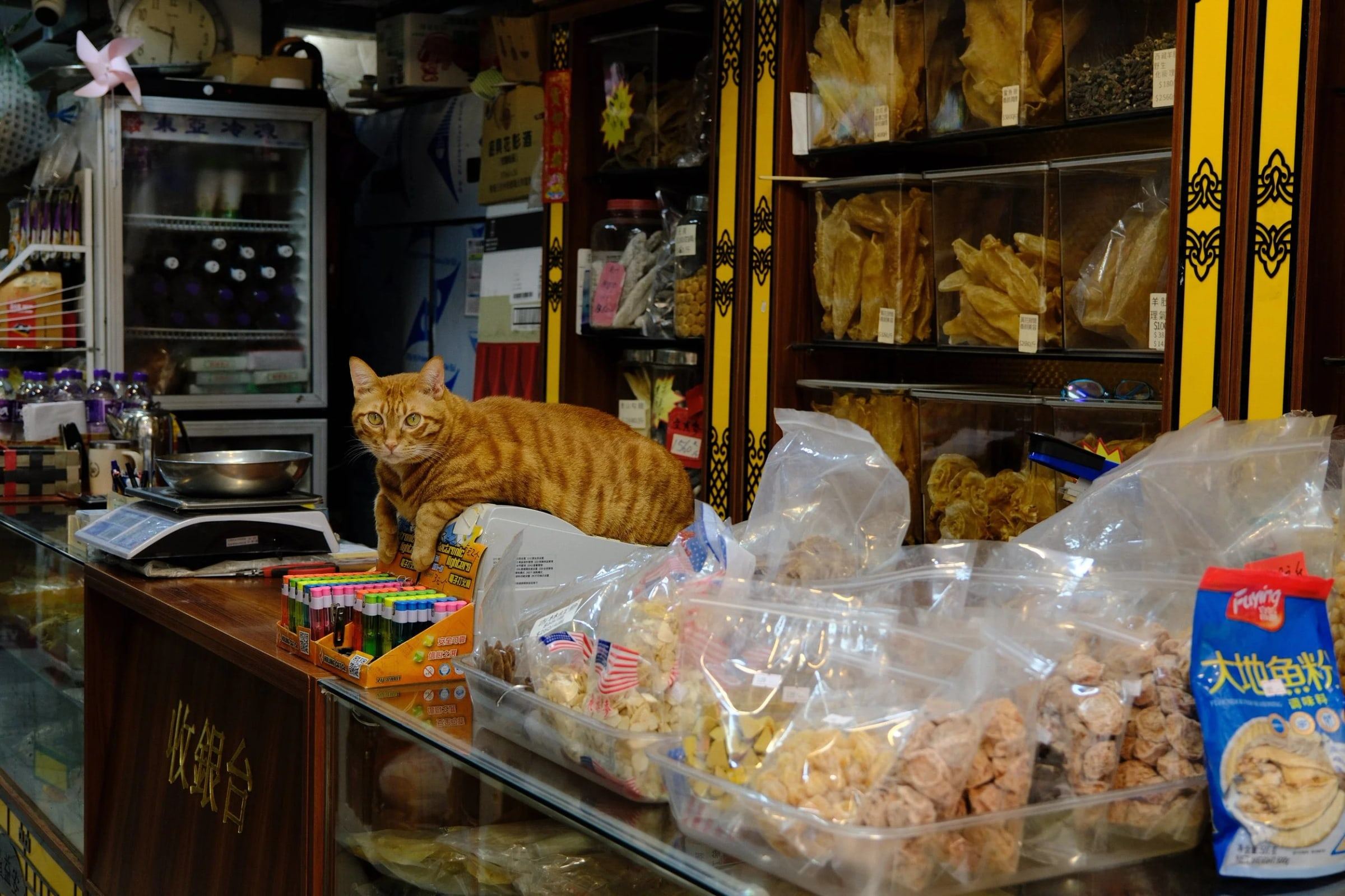 Ginger cat lying on a shop counter among bags of dried goods