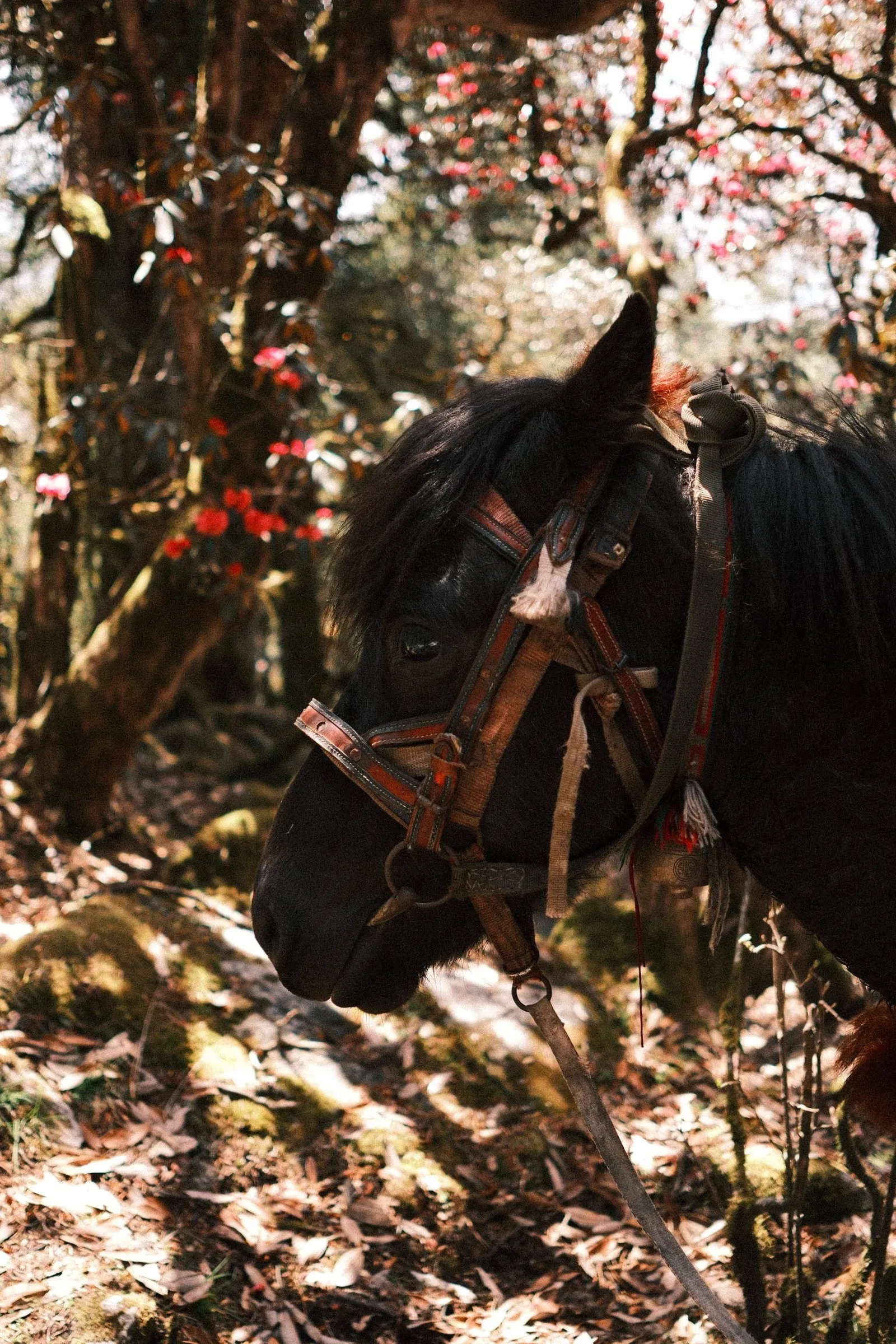 A dark horse with a red bridle in a sunlit forest