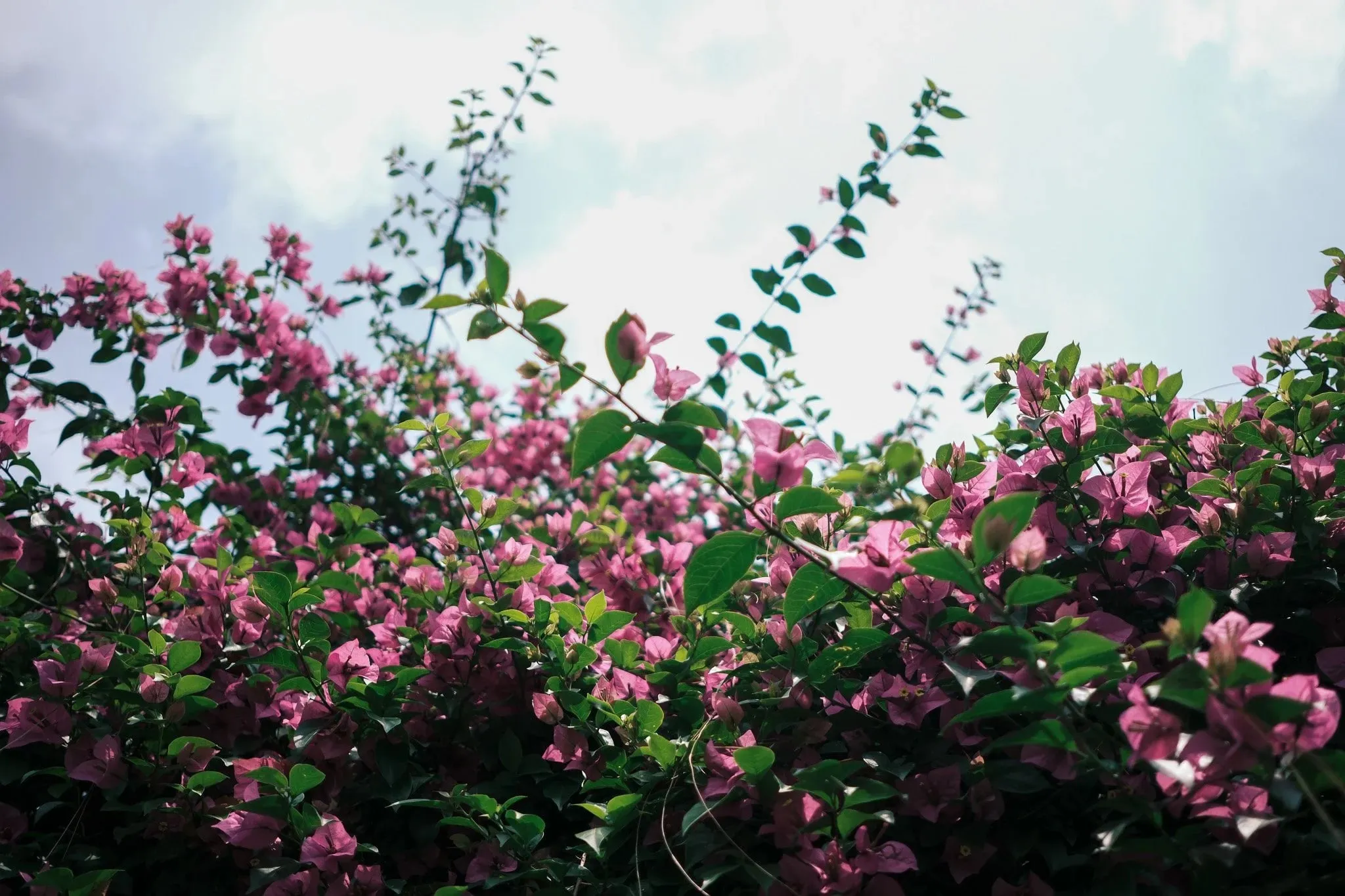 Pink bougainvillea in flower against a pale sky