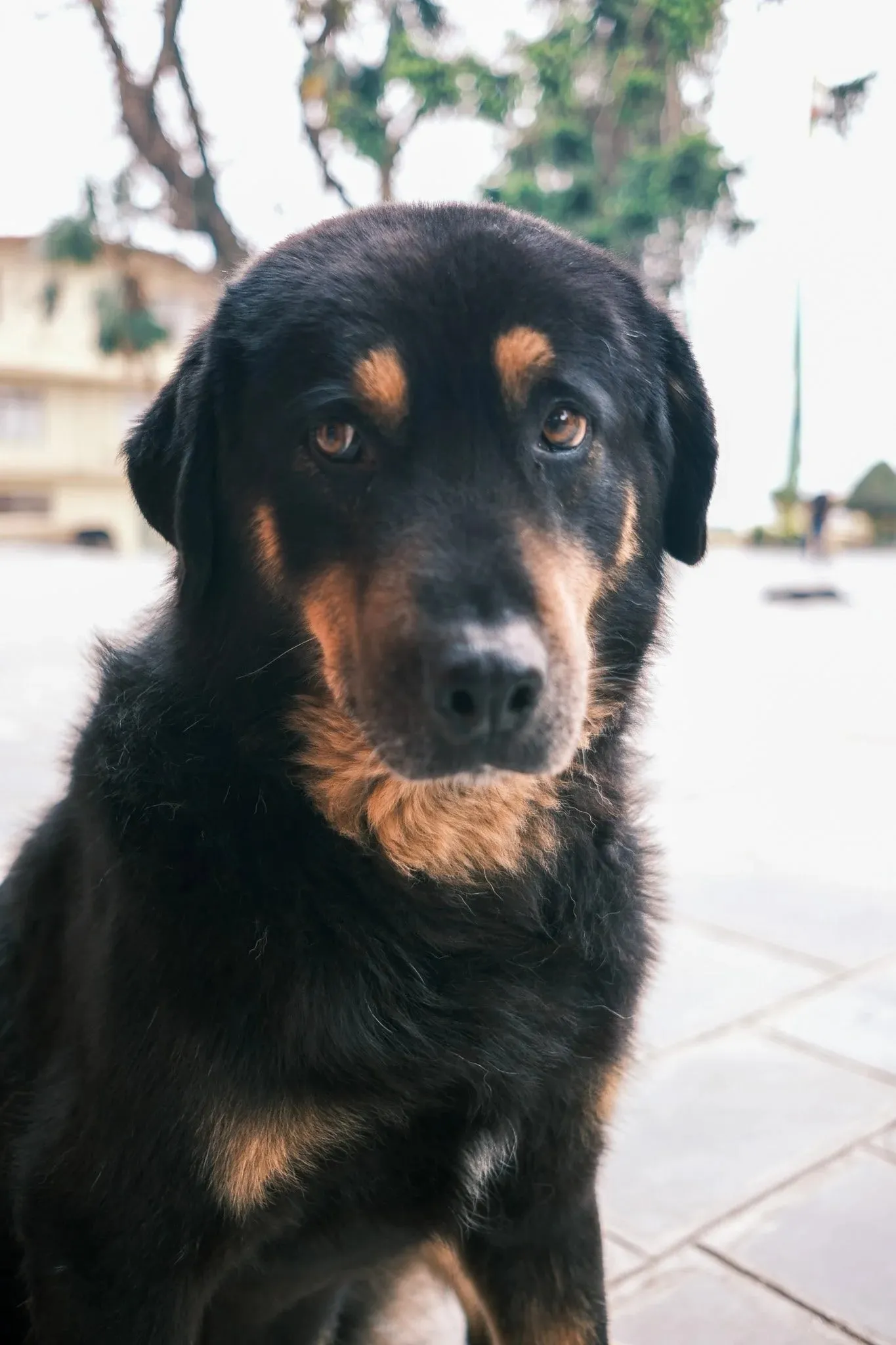 A black and tan dog sitting and looking at the camera at Kopan Monastery