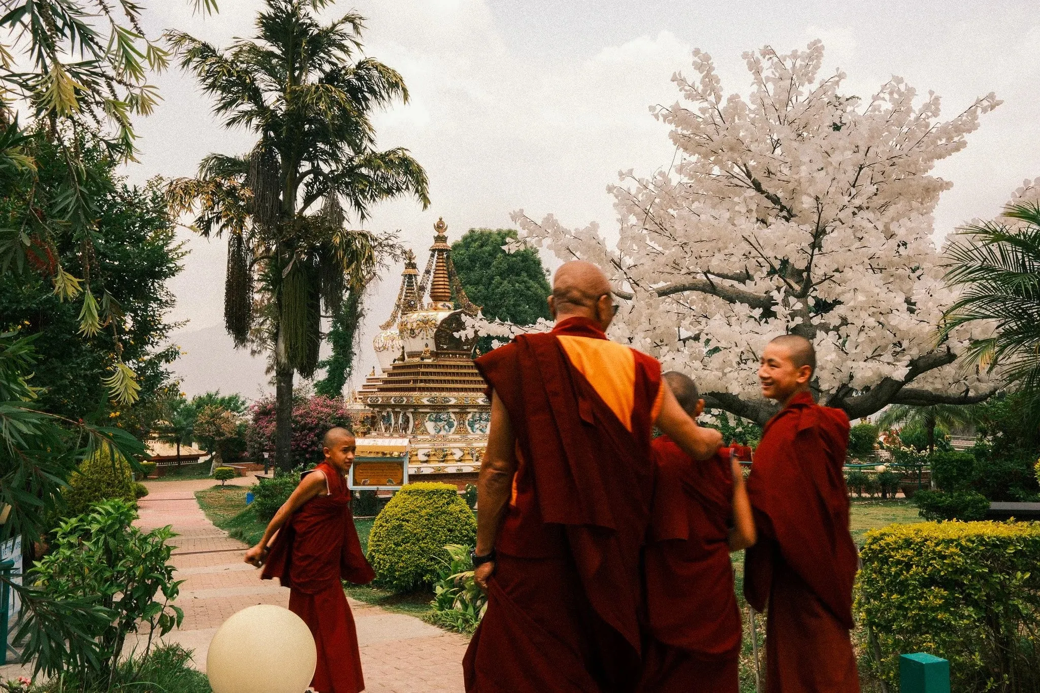 Monks in maroon robes talking in the stupa garden at Kopan Monastery, beneath a blossoming tree