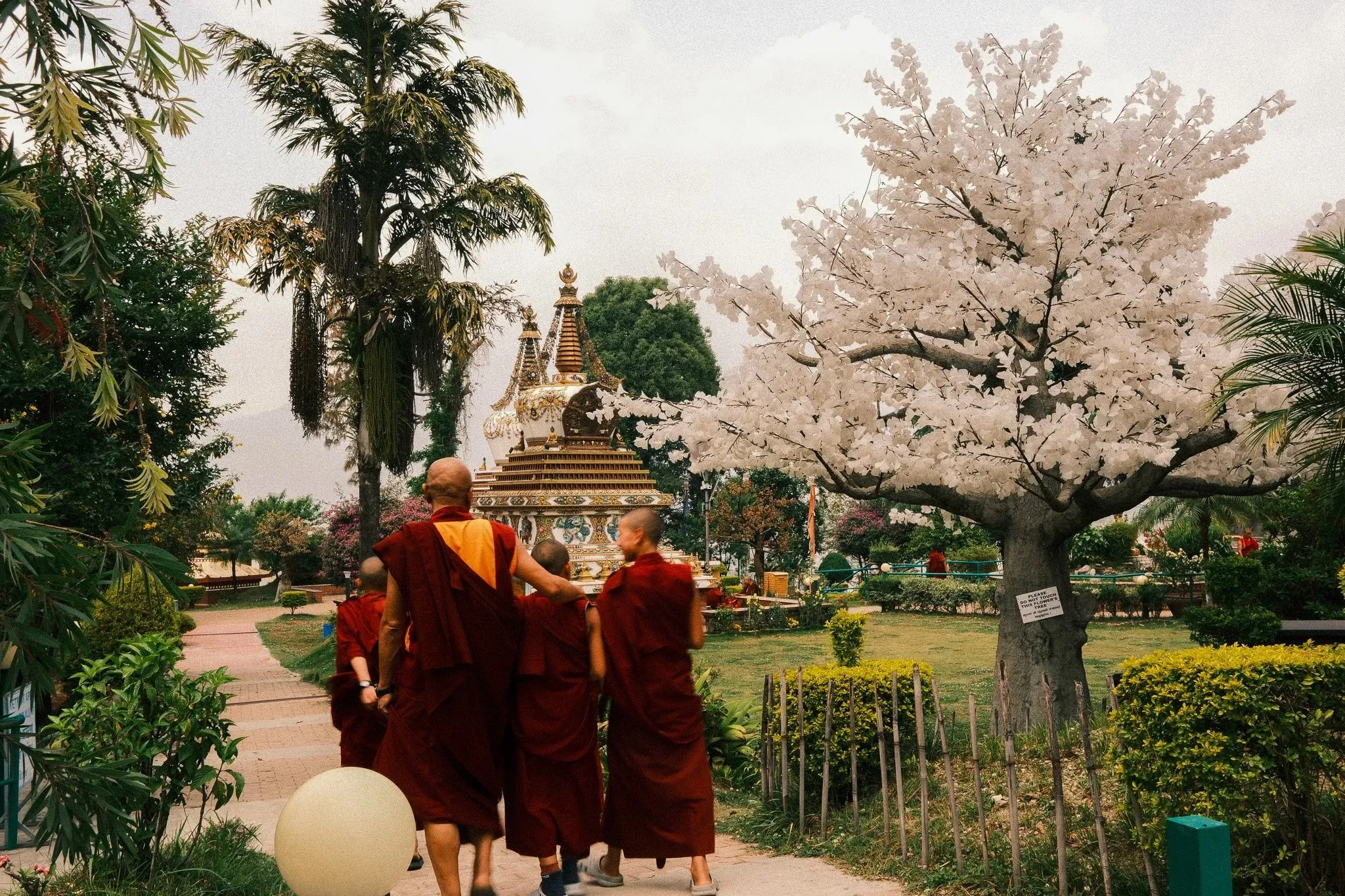 Monks walk together along a path towards a blossoming tree and stupa at Kopan Monastery