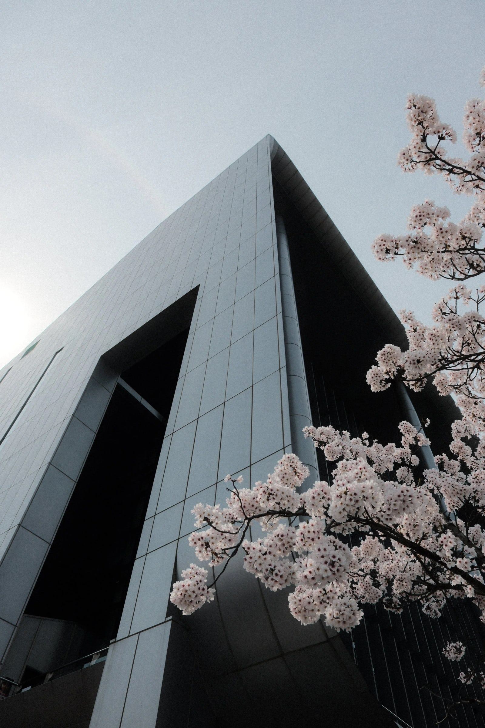 Cherry blossom beside the angled glass edge of a modern building