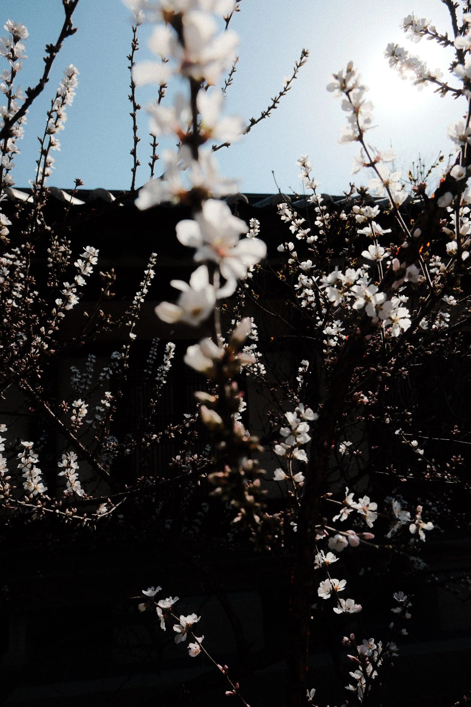 Backlit white blossom against a dark building
