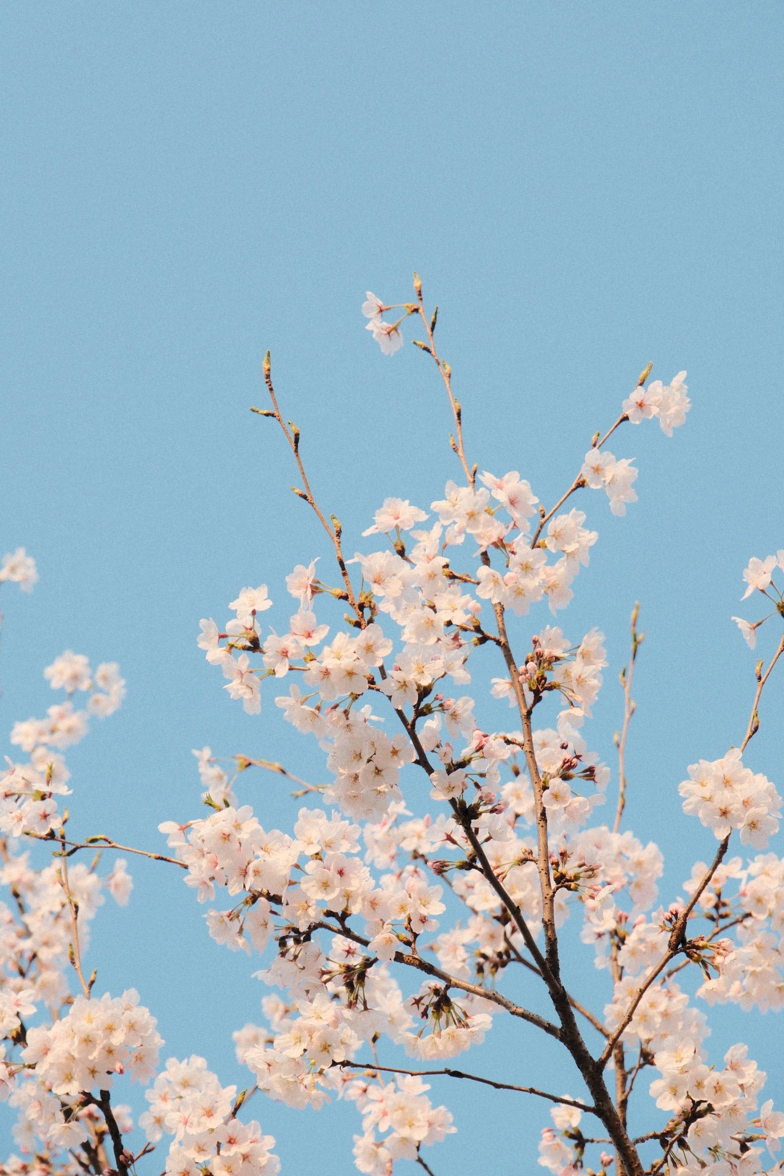 Cherry blossom branches against a blue sky