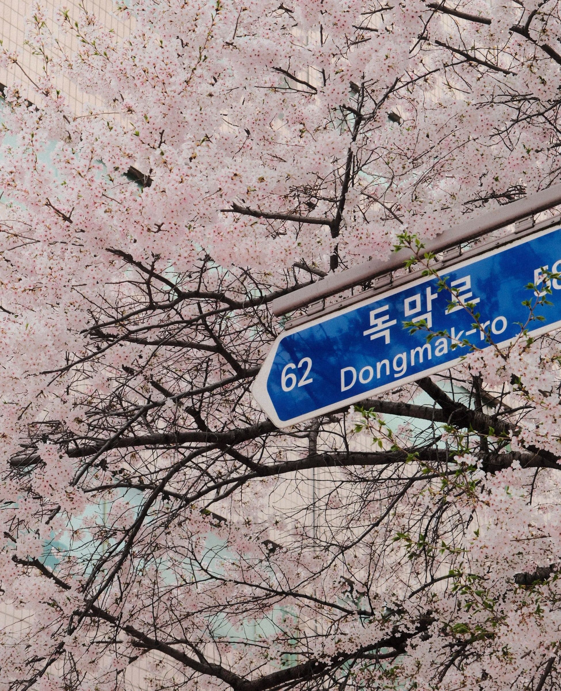 Dongmak-ro street sign framed by pink cherry blossom