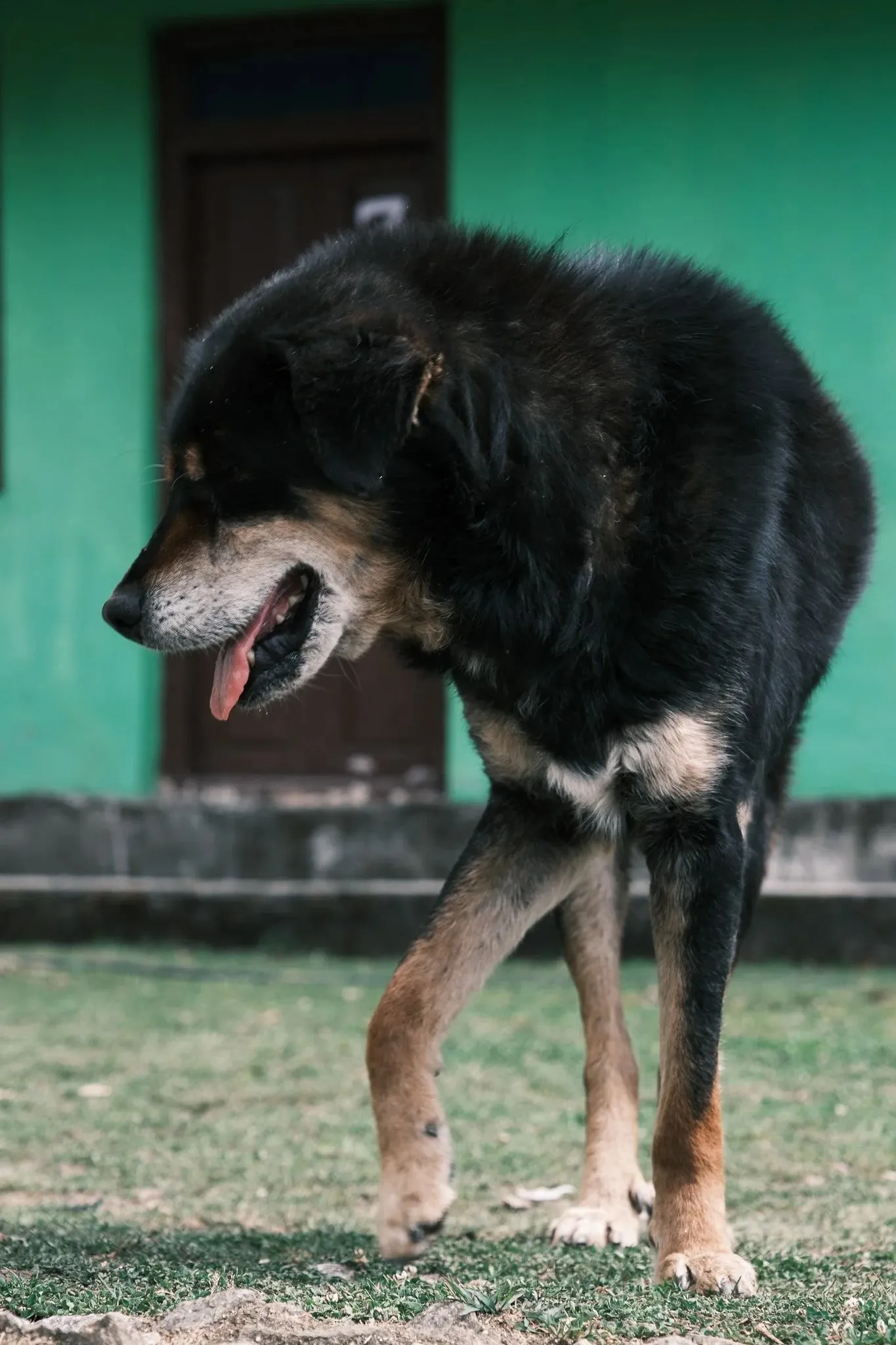 A black and tan dog walking past a green wall