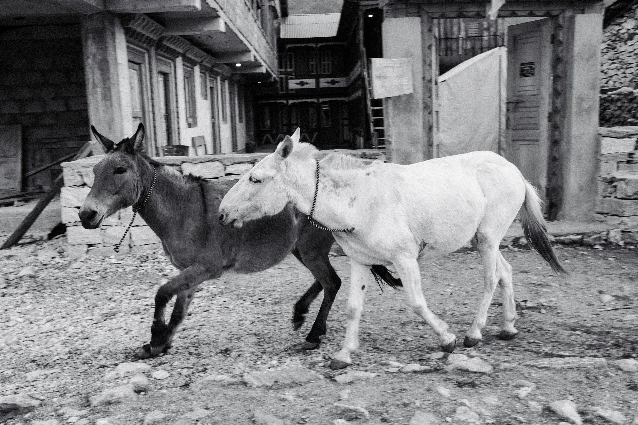 Black and white photo of two mules walking through a village