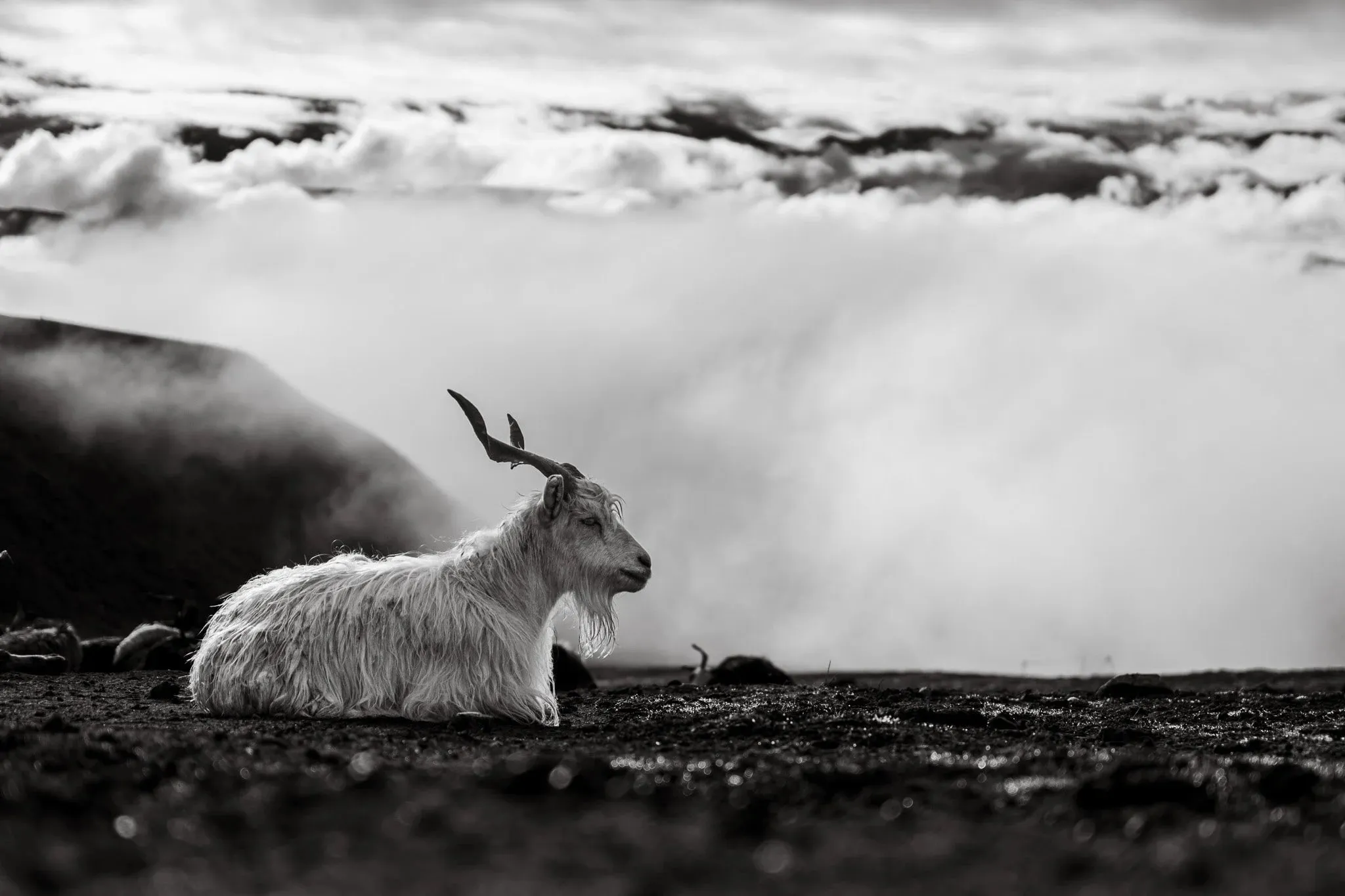 Black and white photo of a long-haired goat resting on a ridge above the clouds