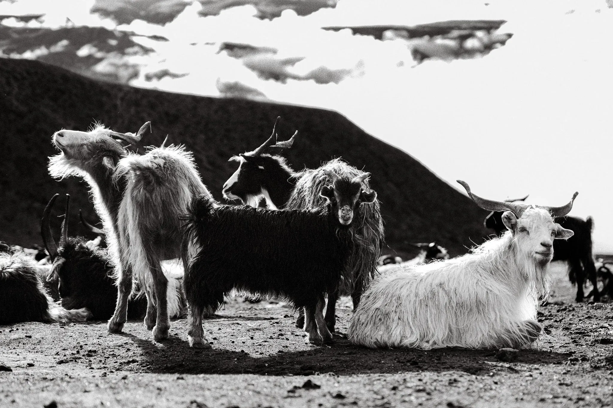 Black and white photo of a herd of long-haired goats resting together