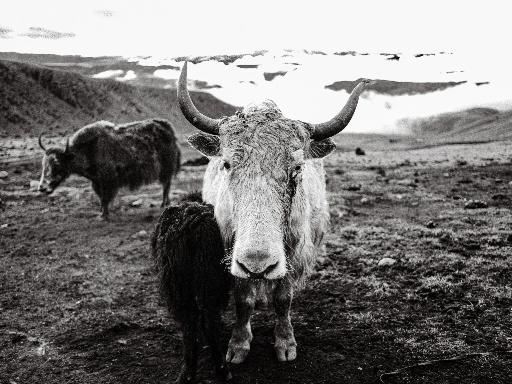 Black and white photo of yaks with long horns on a high plateau near Lo Manthang