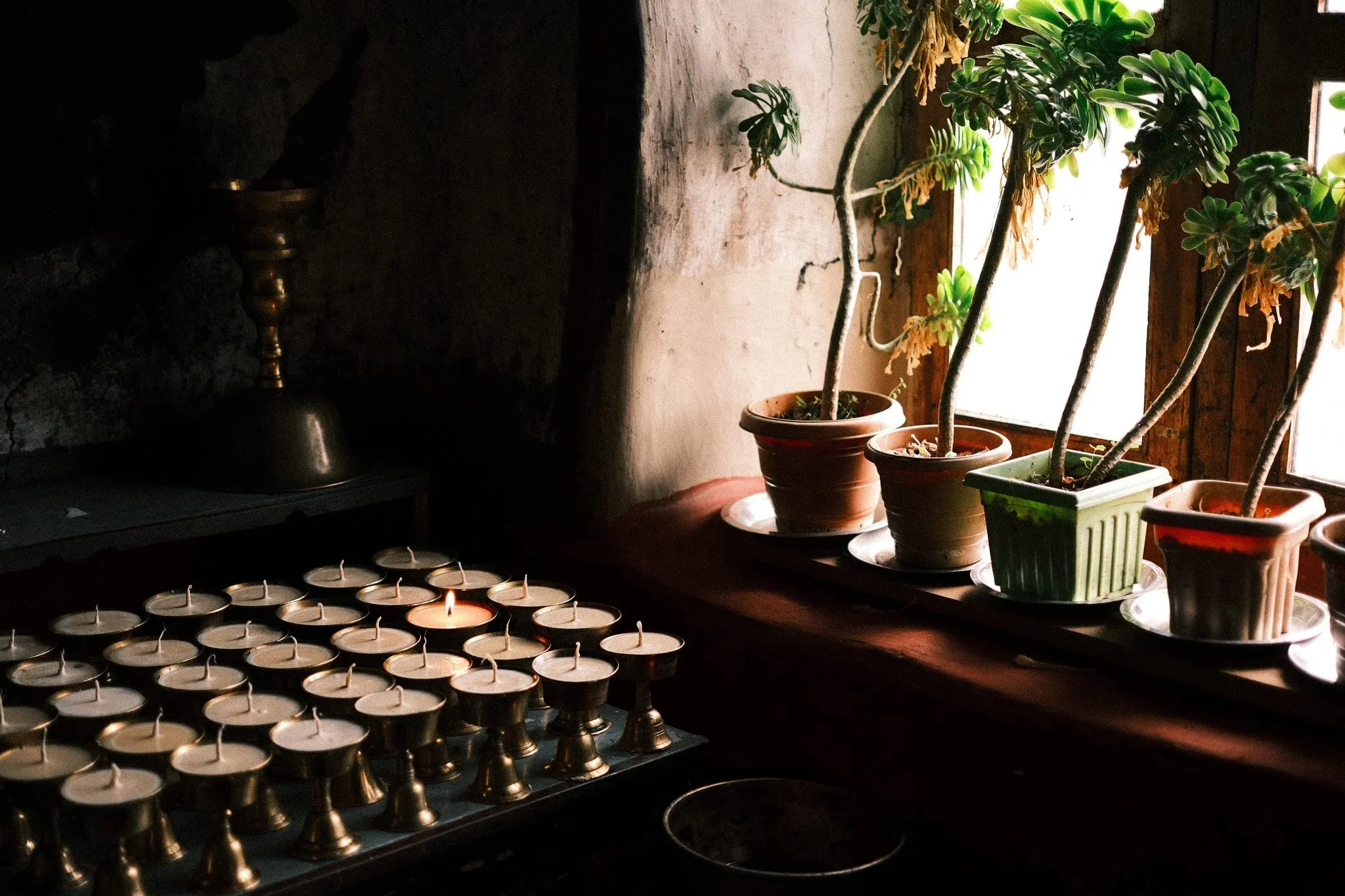 Rows of butter lamps beside potted plants on a sunlit windowsill in the monastery at Lubra