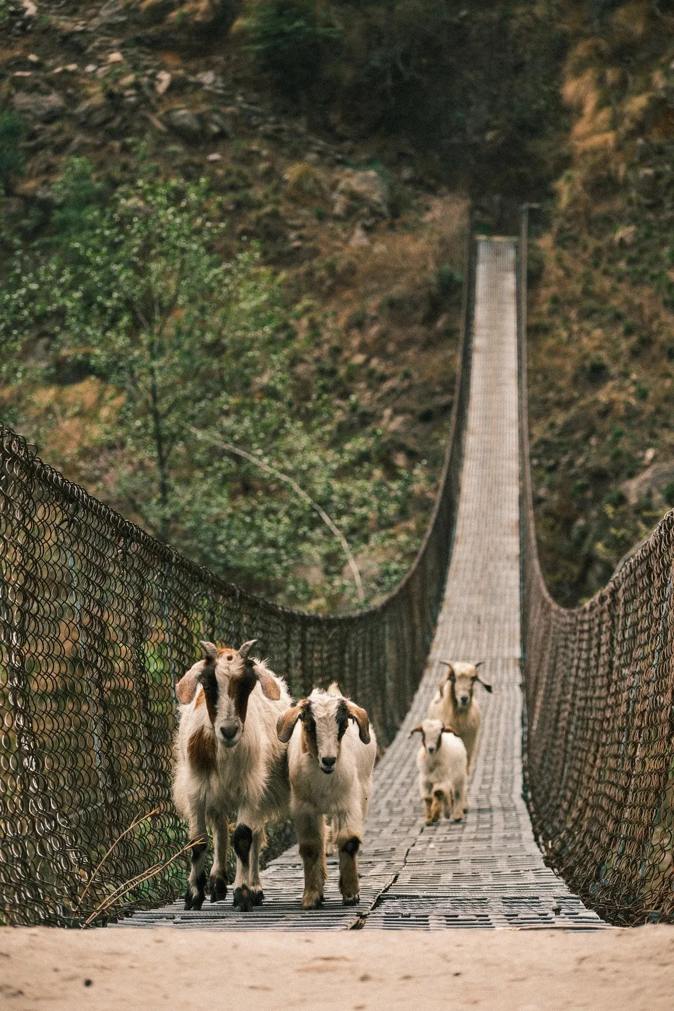 Goats walking towards the camera across a suspension bridge