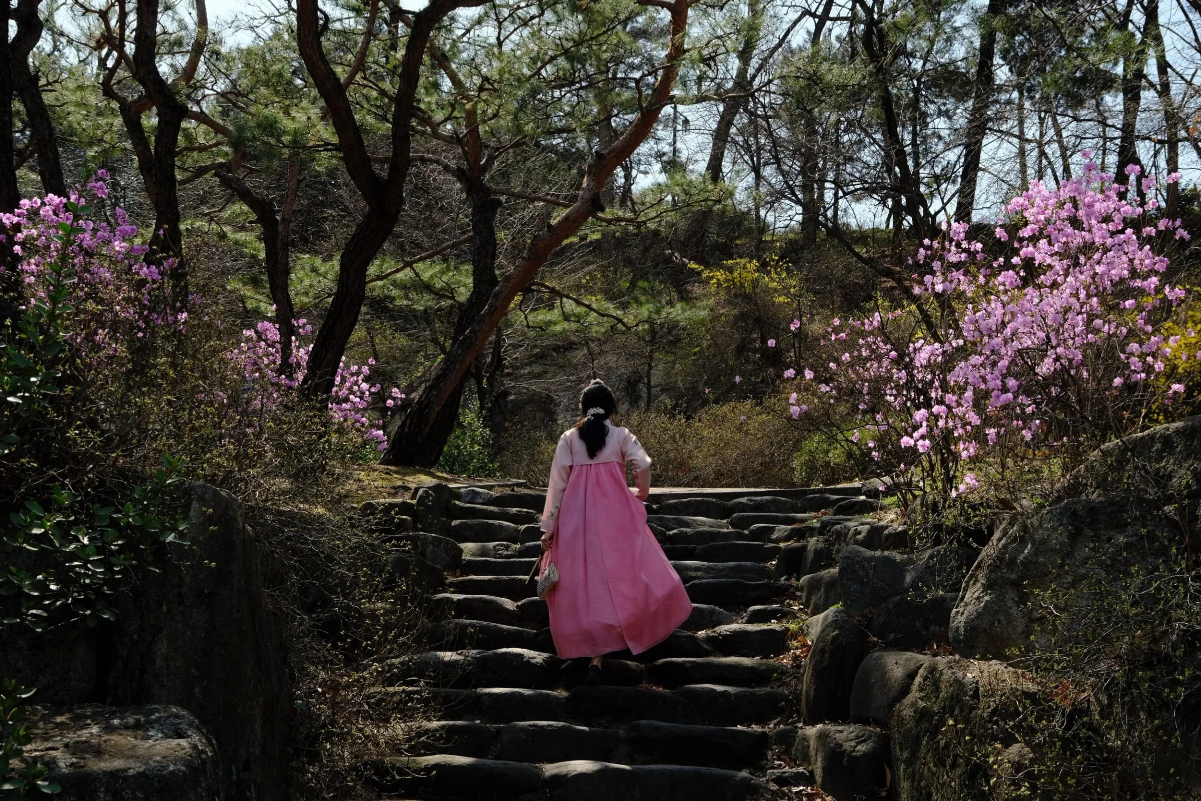 A woman in a pink hanbok climbing stone steps between pink azaleas in Namsan Park