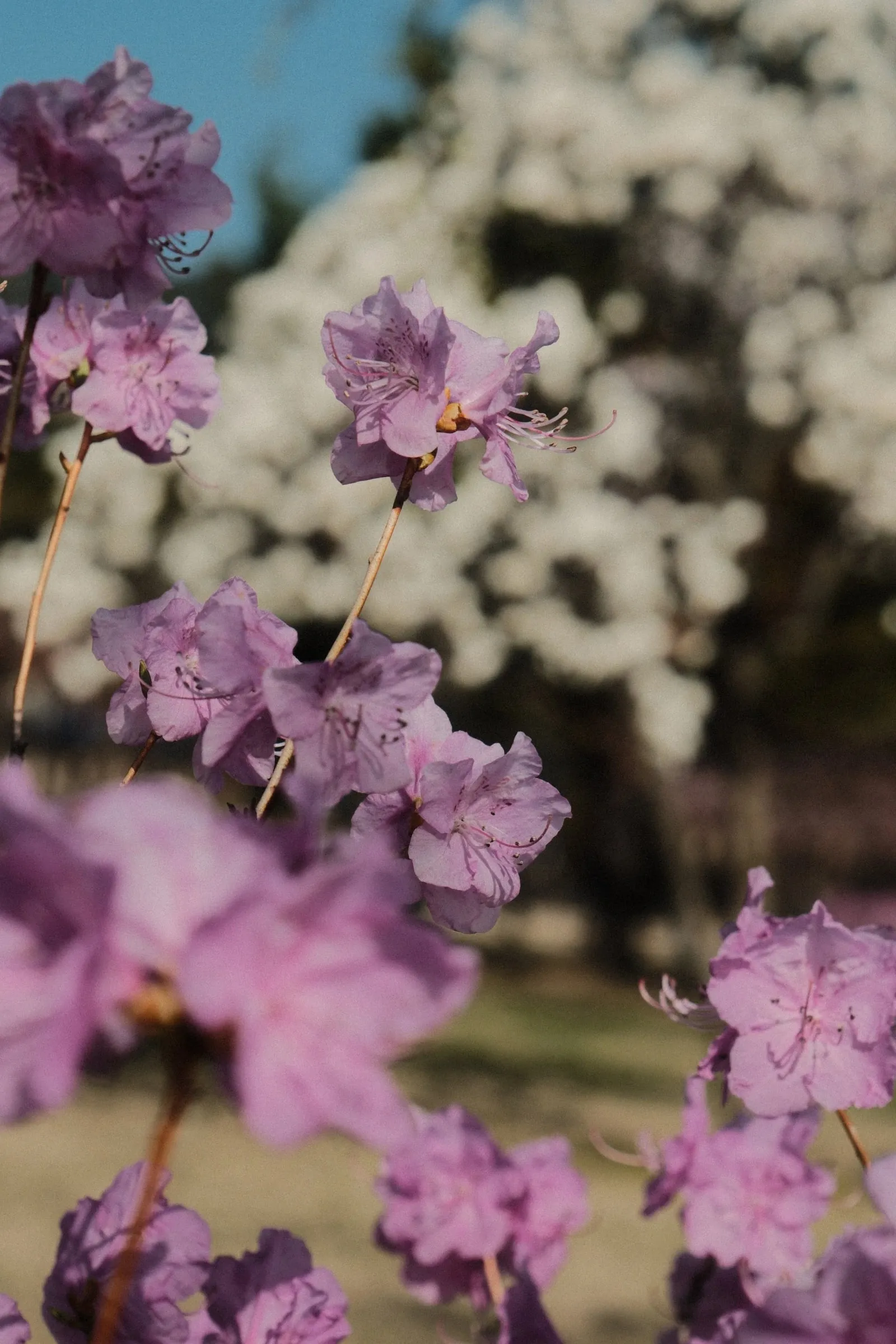 Namsan park: Colourful nature blended into urban landscapes