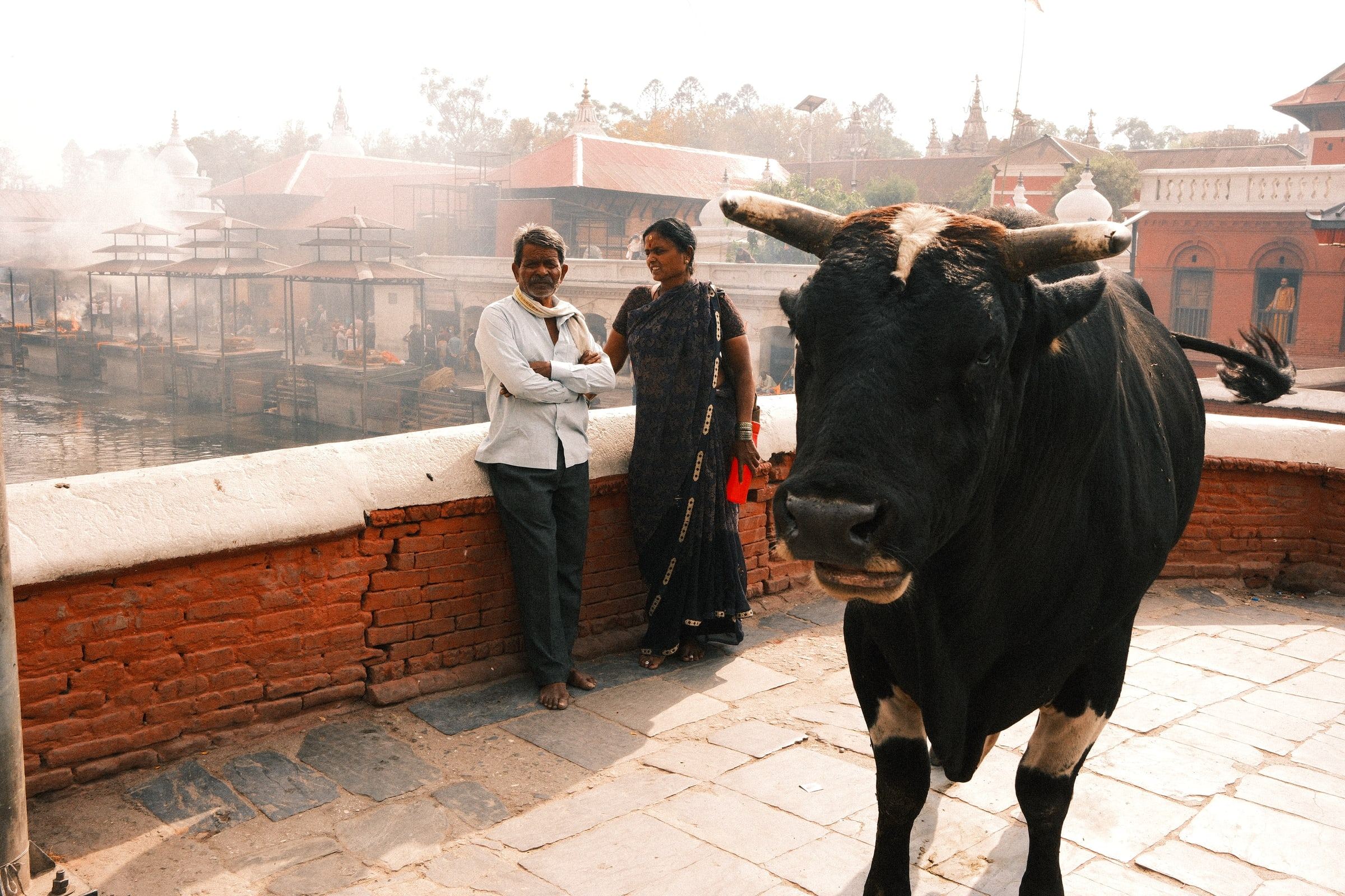 Two people standing by a brick wall next to a black cow, with temple roofs behind