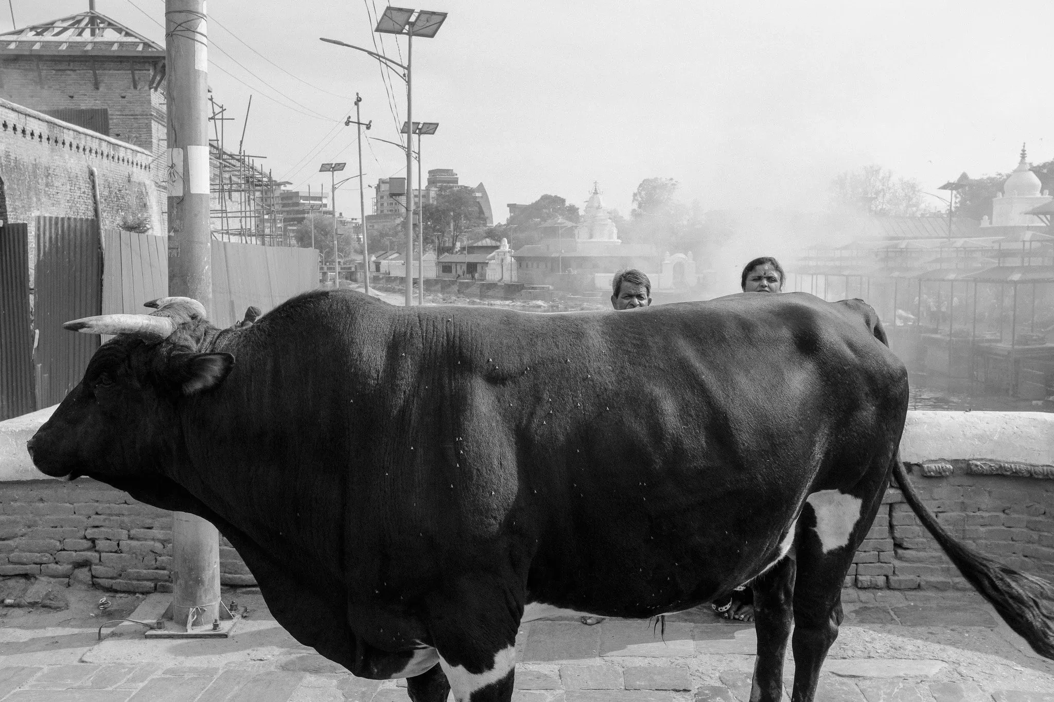 Black and white photo of a bull standing by a wall at Pashupatinath