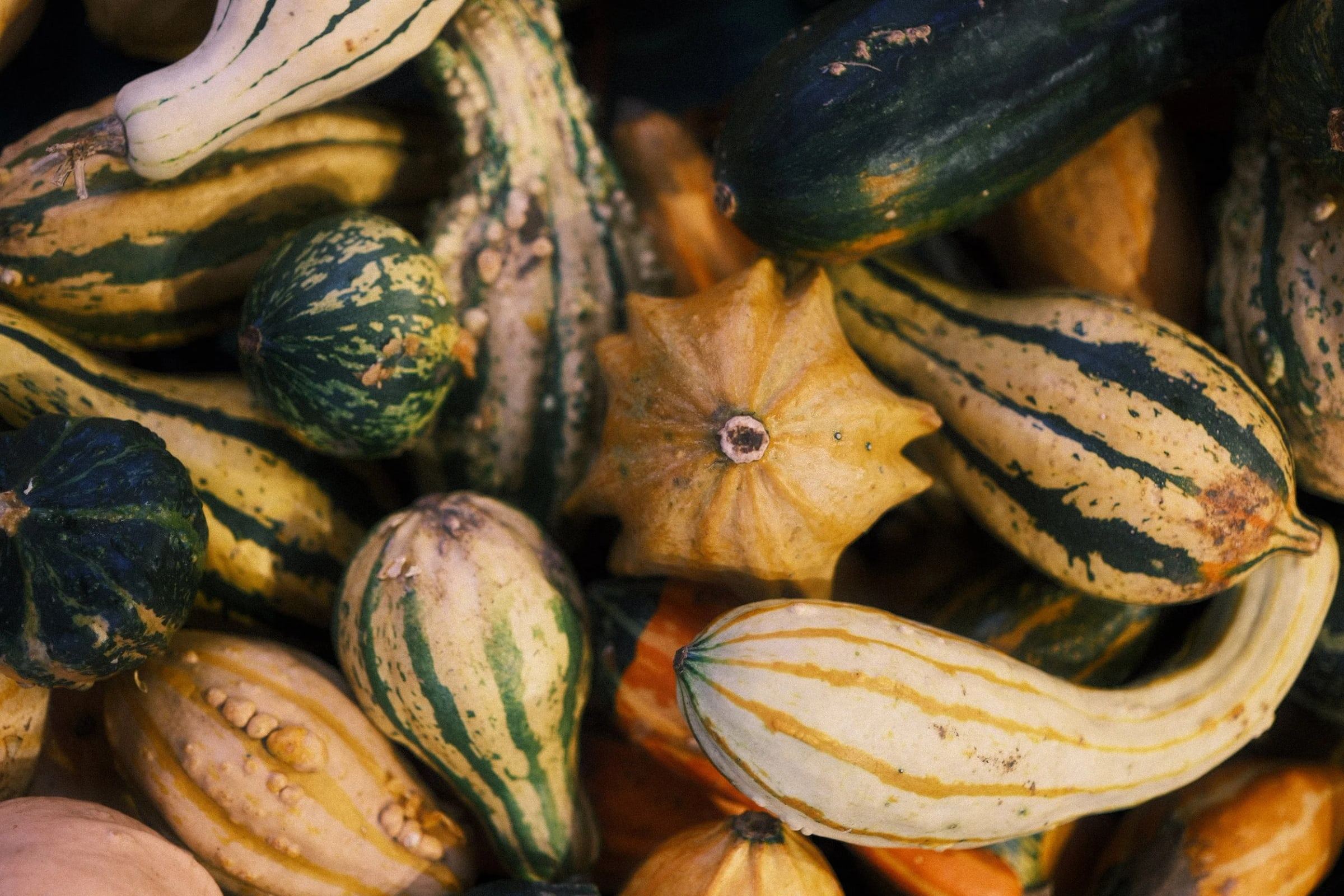 Striped green, yellow and orange ornamental gourds piled together