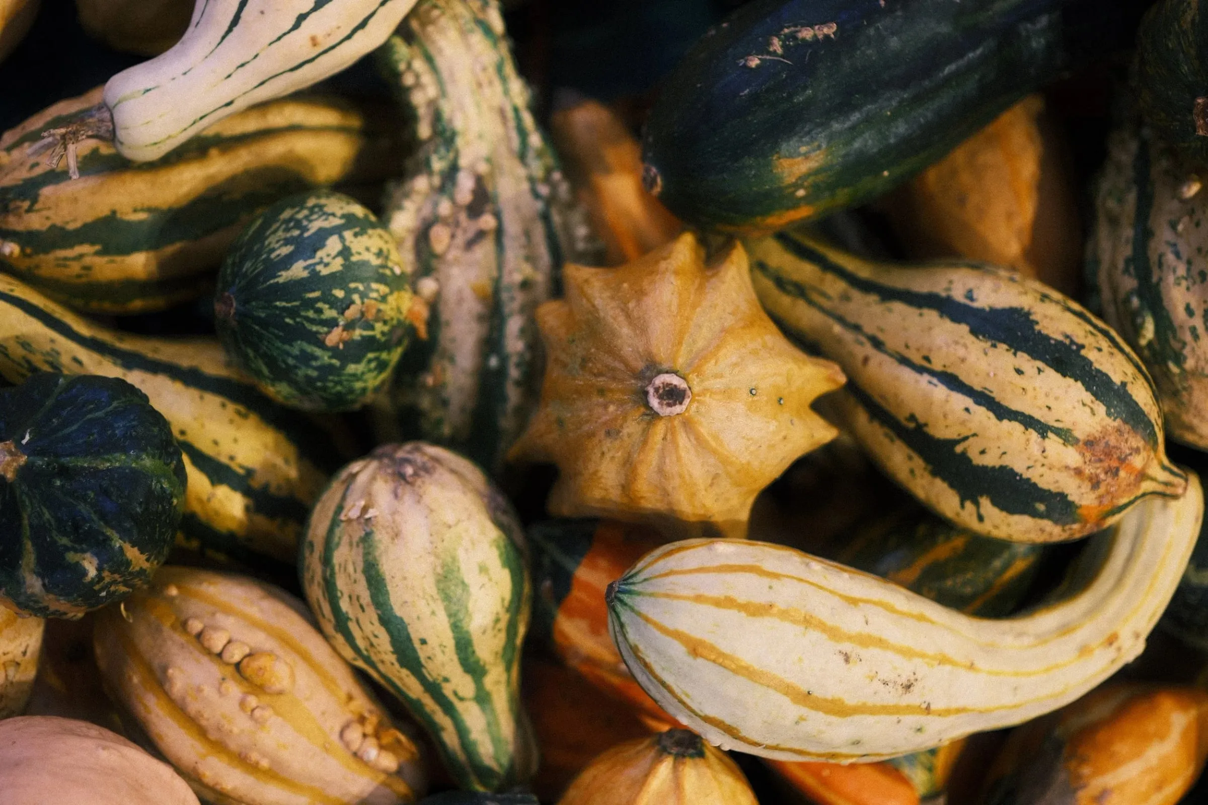 Striped green, yellow and orange ornamental gourds piled together