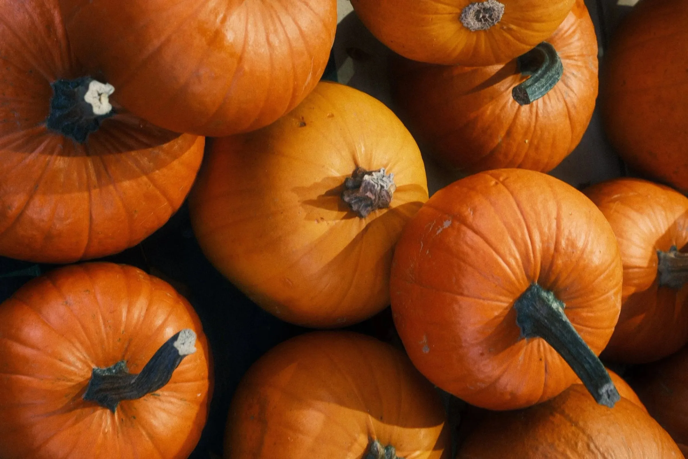 Orange pumpkins piled together