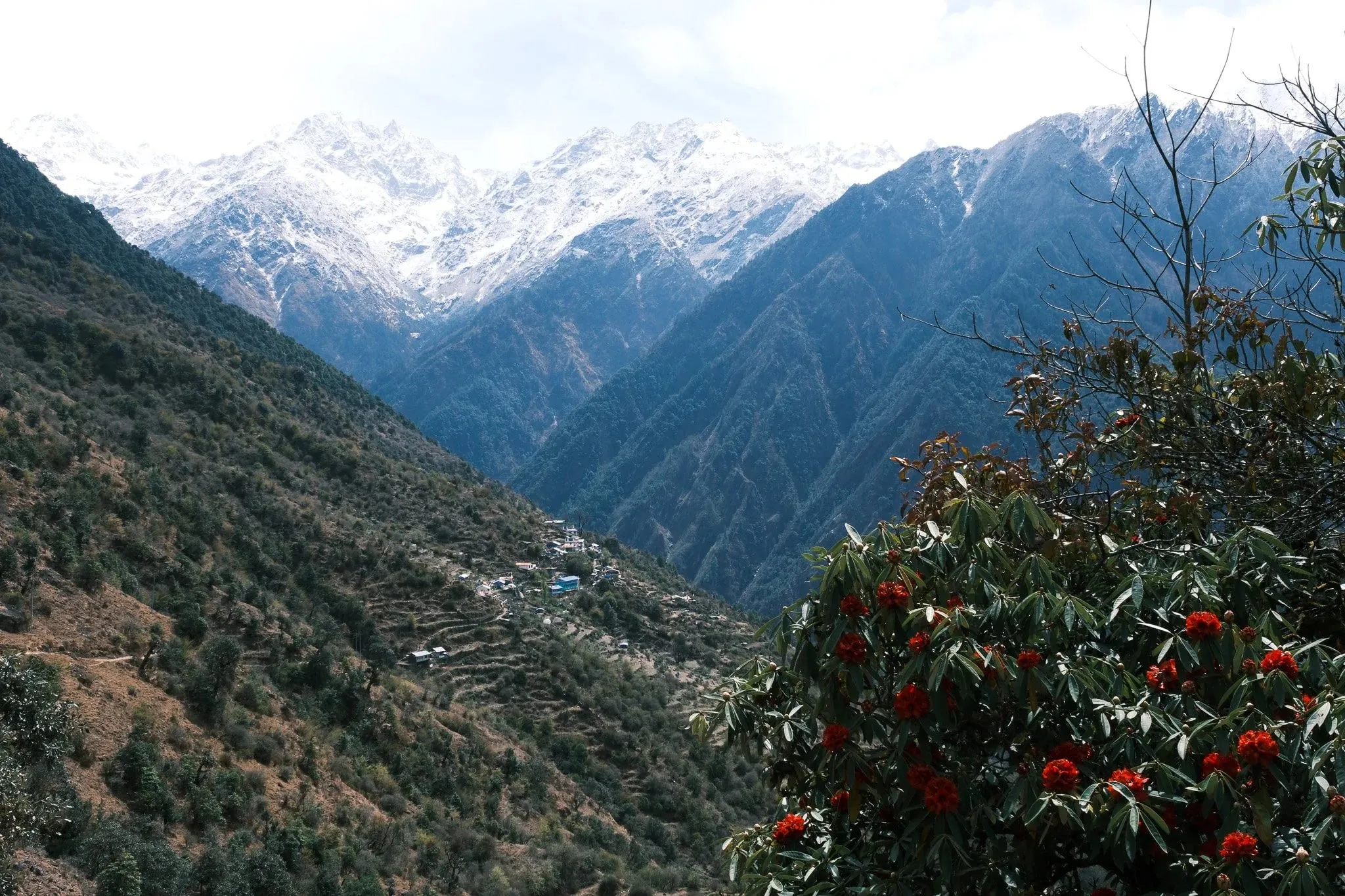 Red rhododendron flowers in the foreground of a green valley with snow peaks beyond