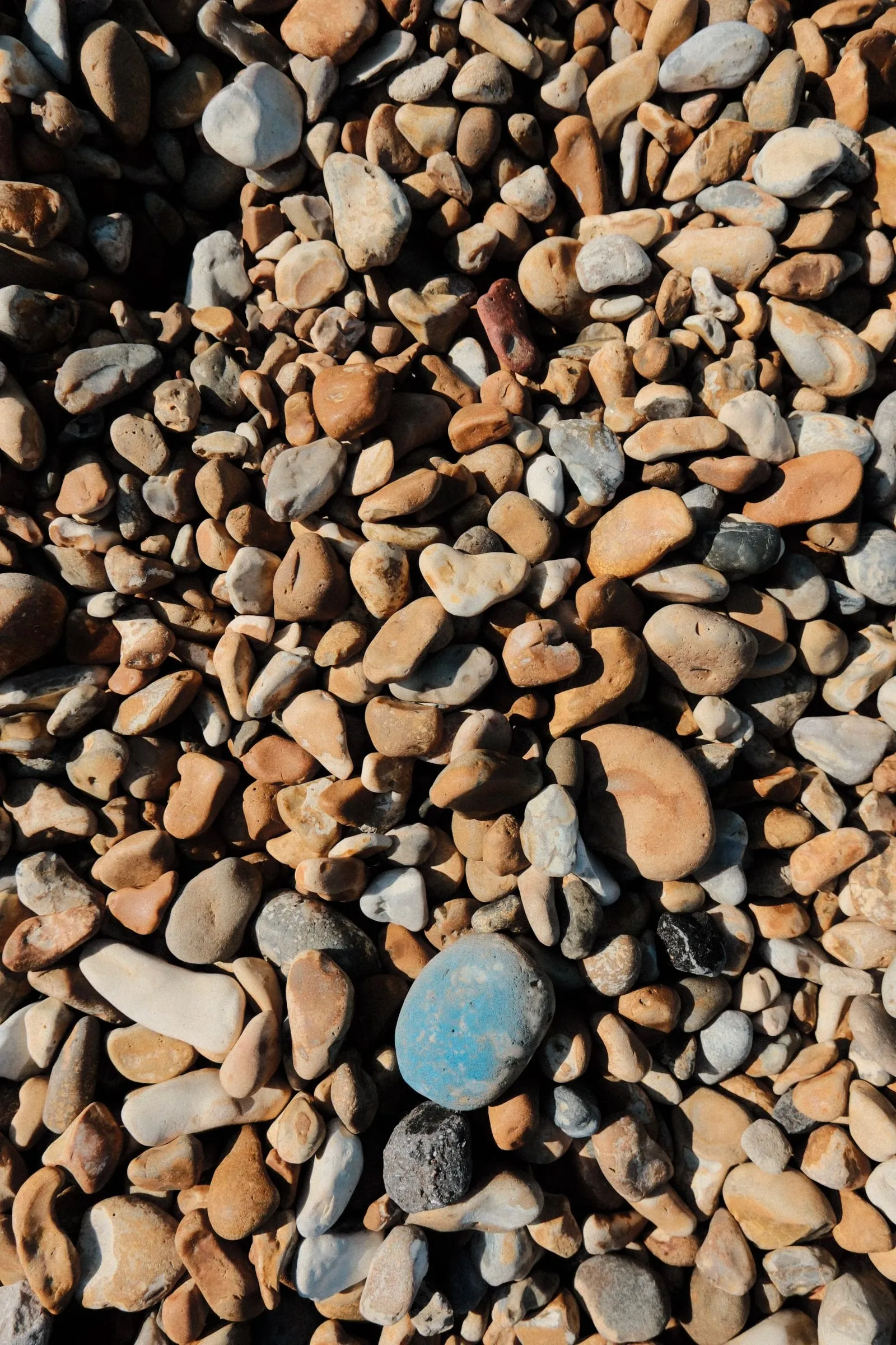 Close-up of beach pebbles with one blue stone among them