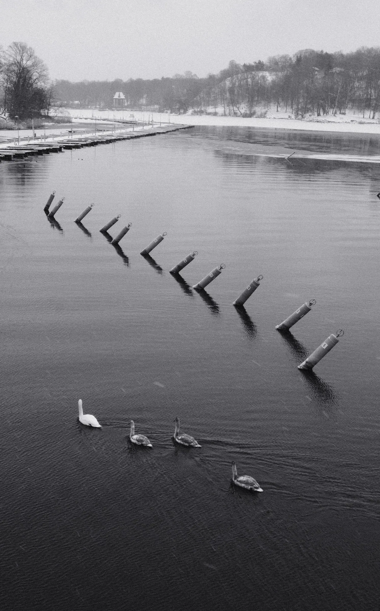 Black and white photo of swans swimming past a diagonal line of posts in the water