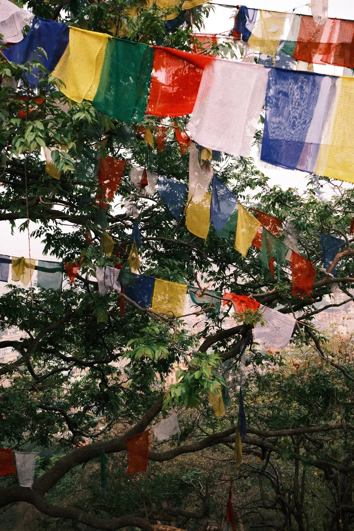 Colourful prayer flags strung through the trees at Swayambhu