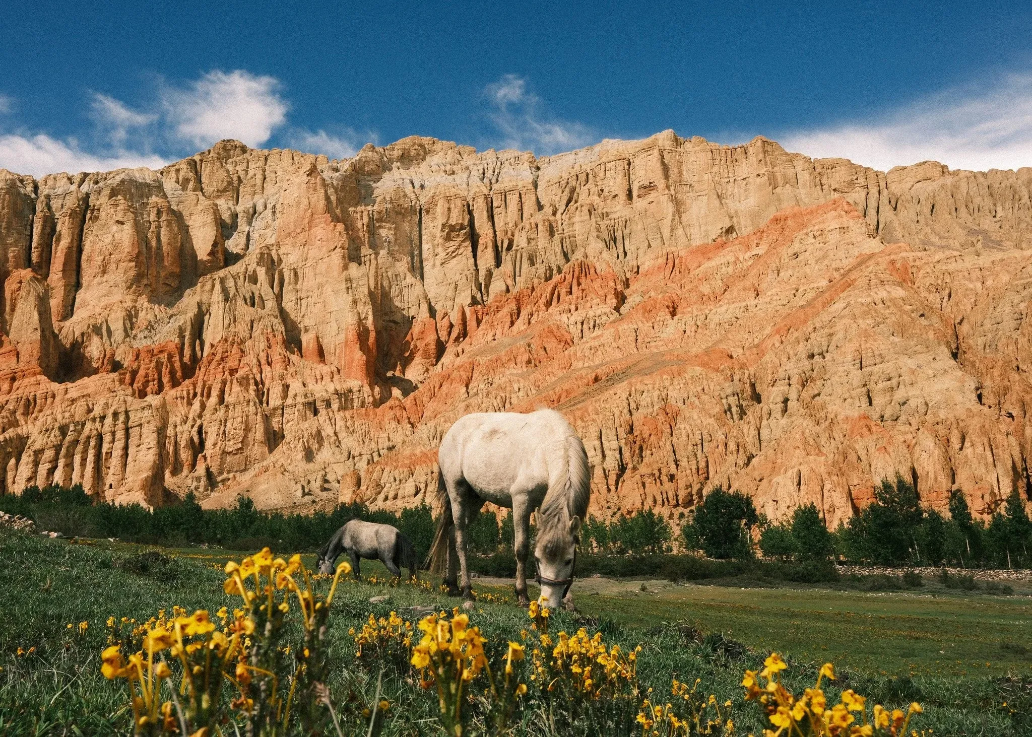 Two horses grazing among yellow wildflowers beneath the red cliffs of Dhakmar, Upper Mustang, Nepal.
