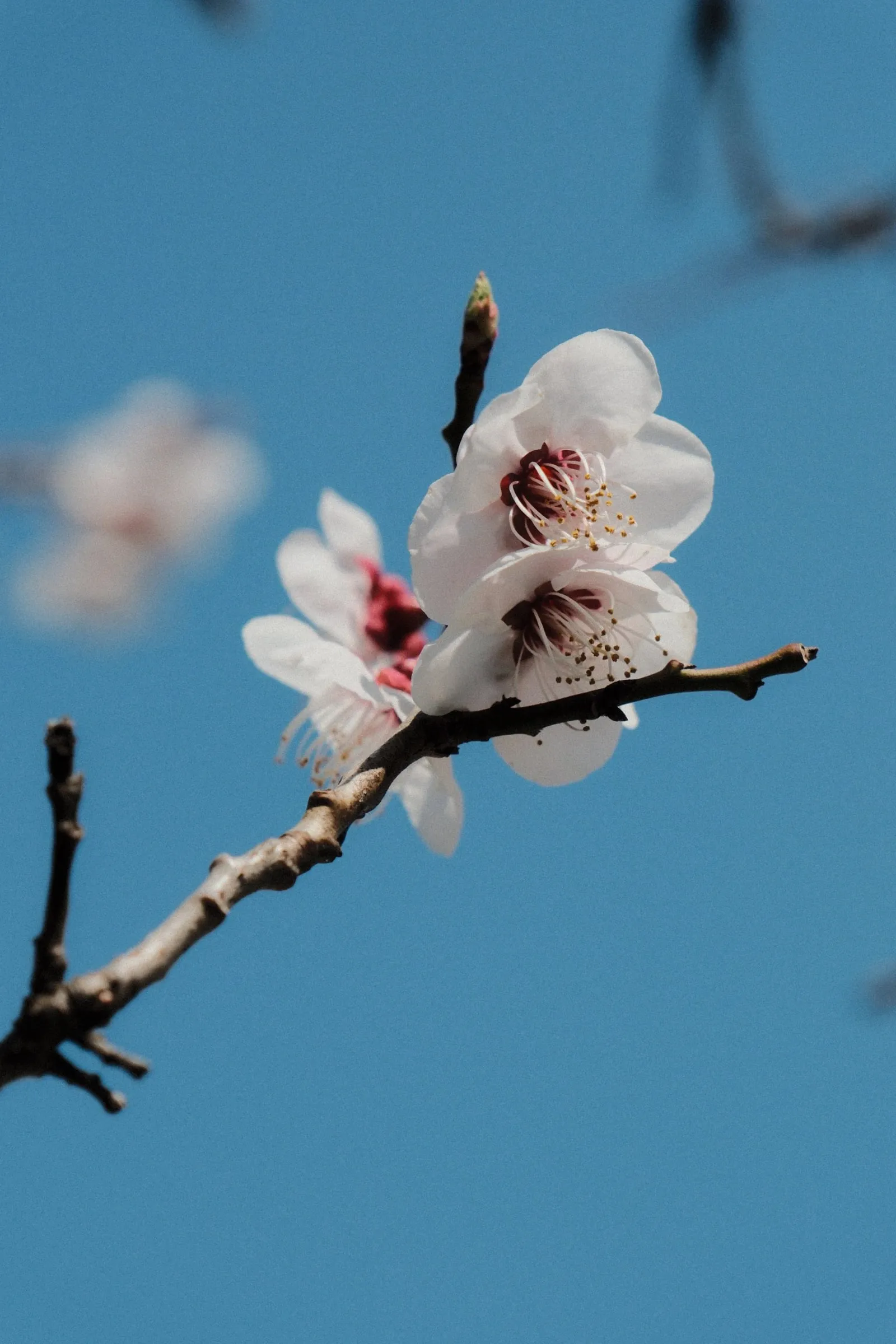 A sprig of white blossom against a blue sky