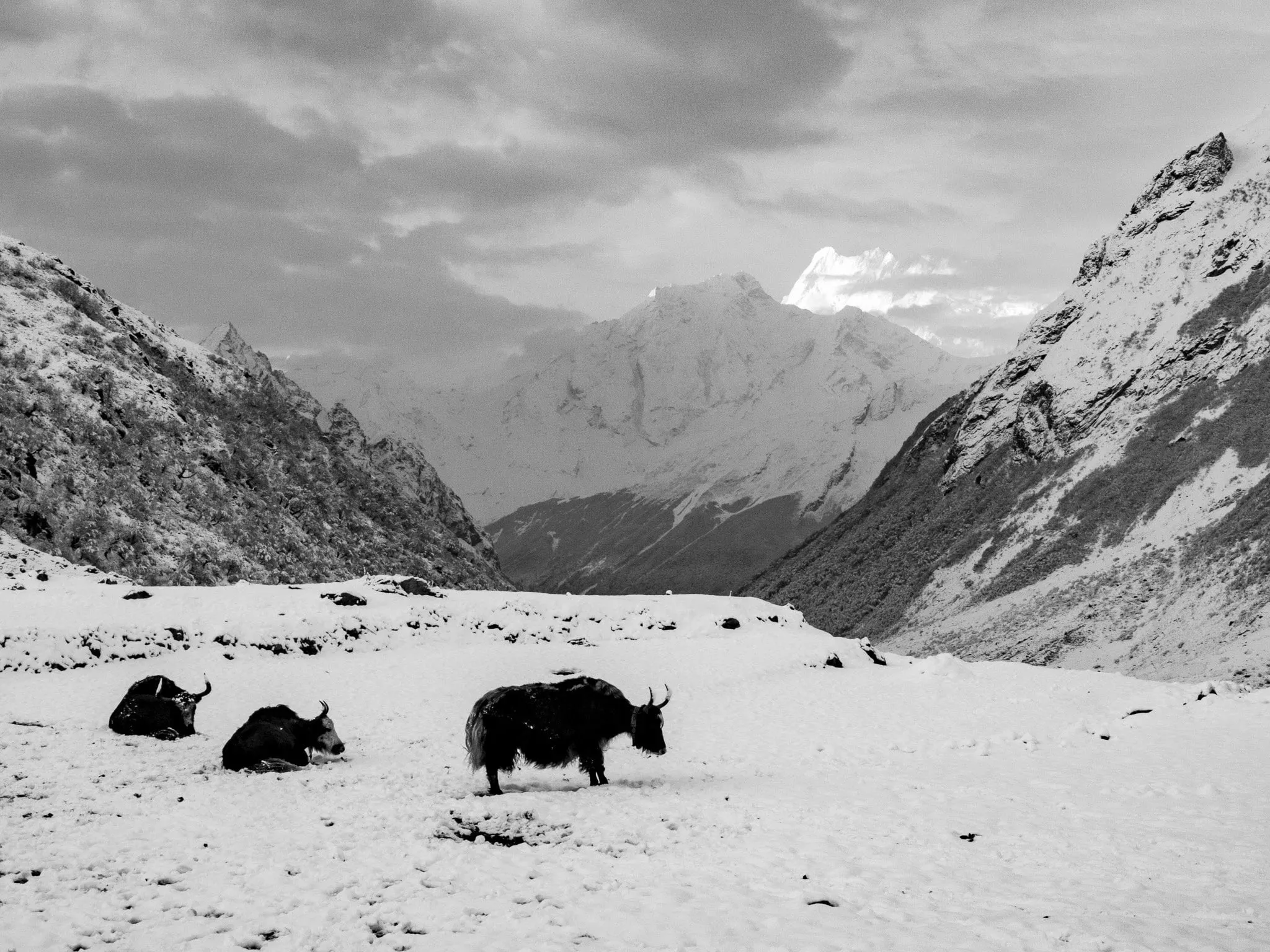 Black and white photo of yaks on a snowy valley floor between mountains