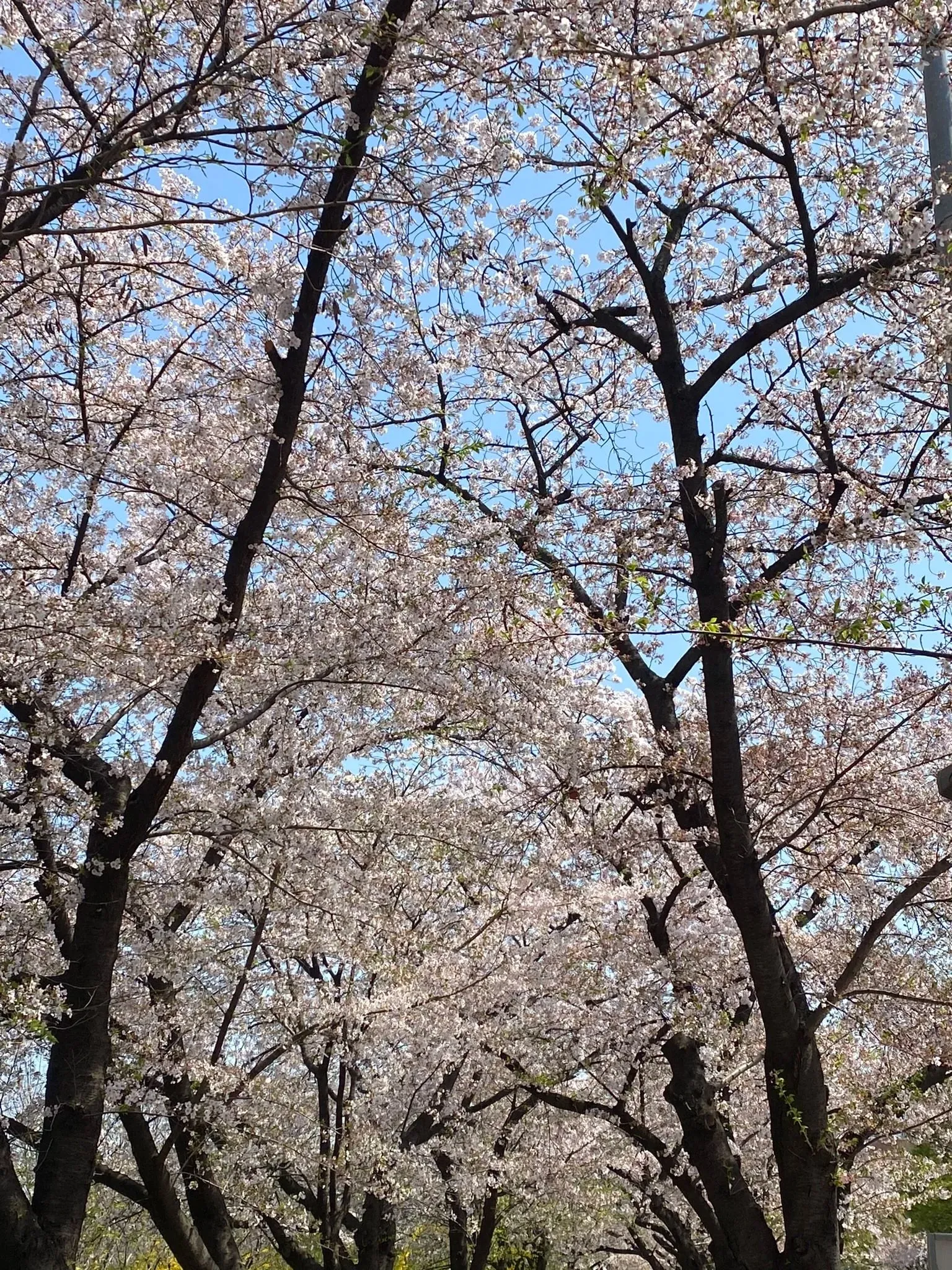 Cherry blossom trees in full bloom forming a canopy at Yeouido